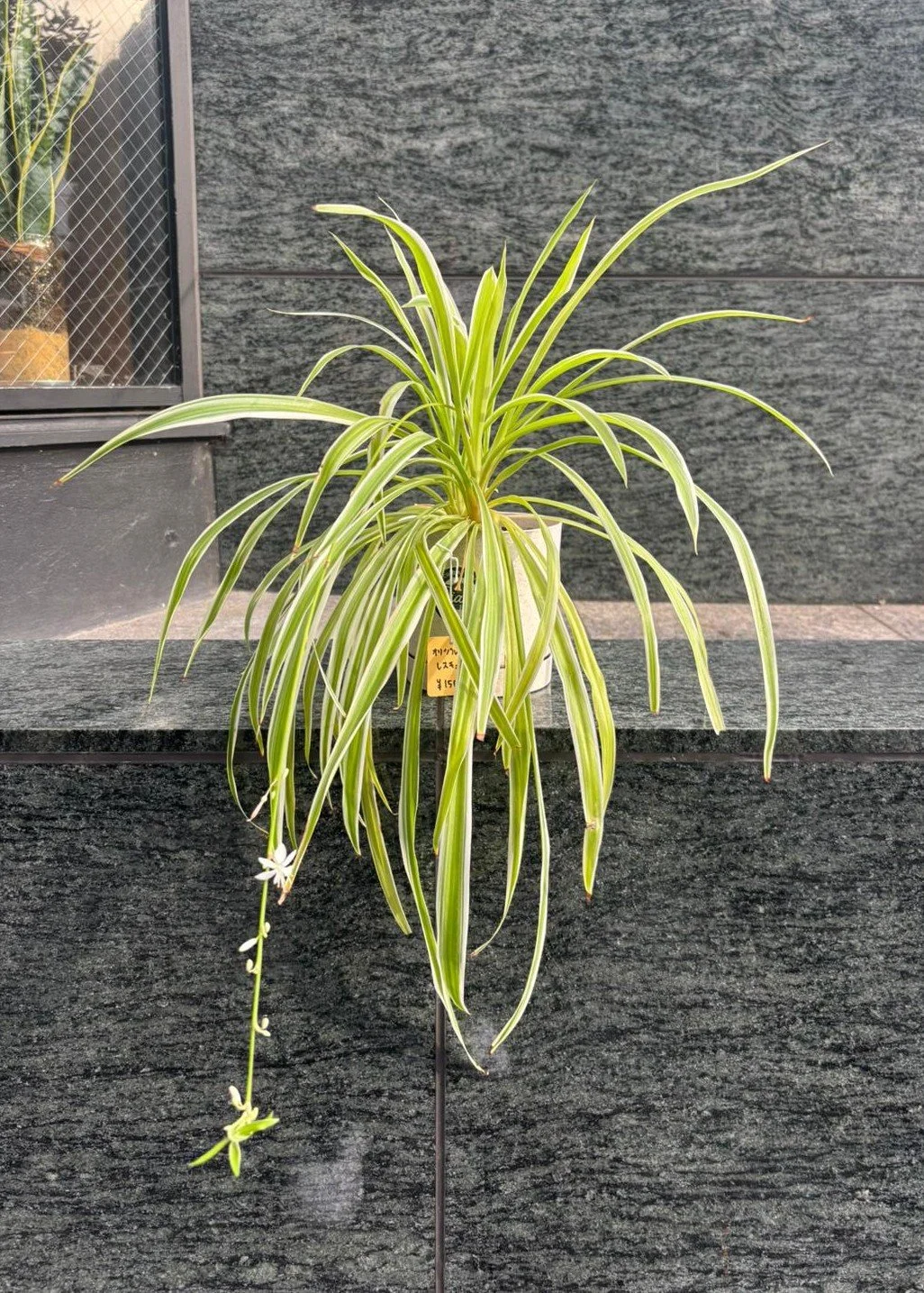 WhatsApp Image 2025-11-07 at 13.39.04_5f7dd610.jpg