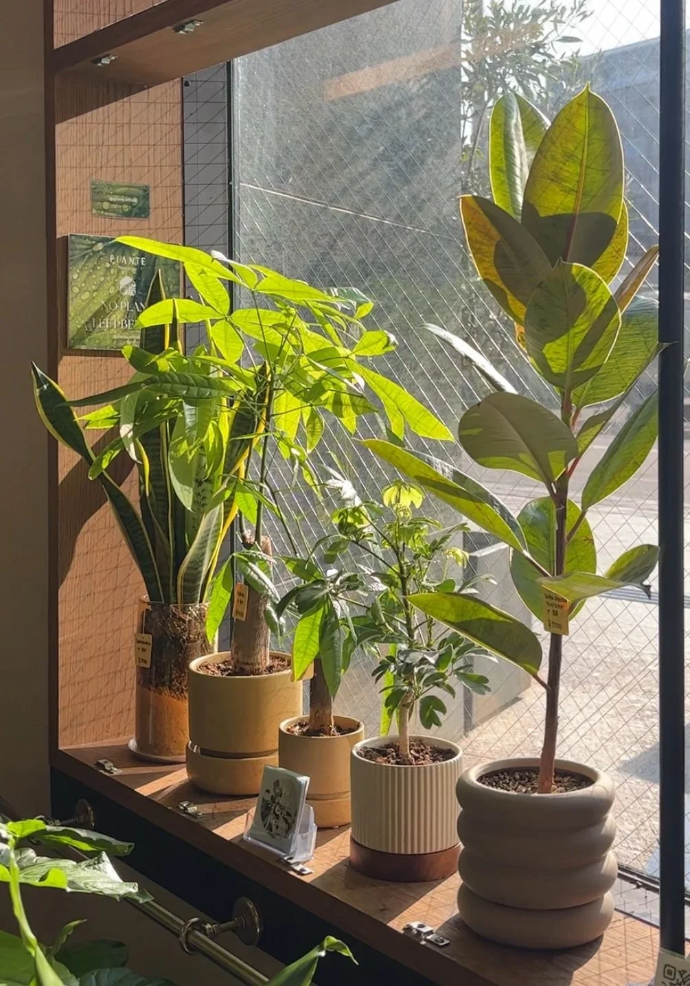 WhatsApp Image 2025-11-19 at 19.15.52_deafc78d.jpg