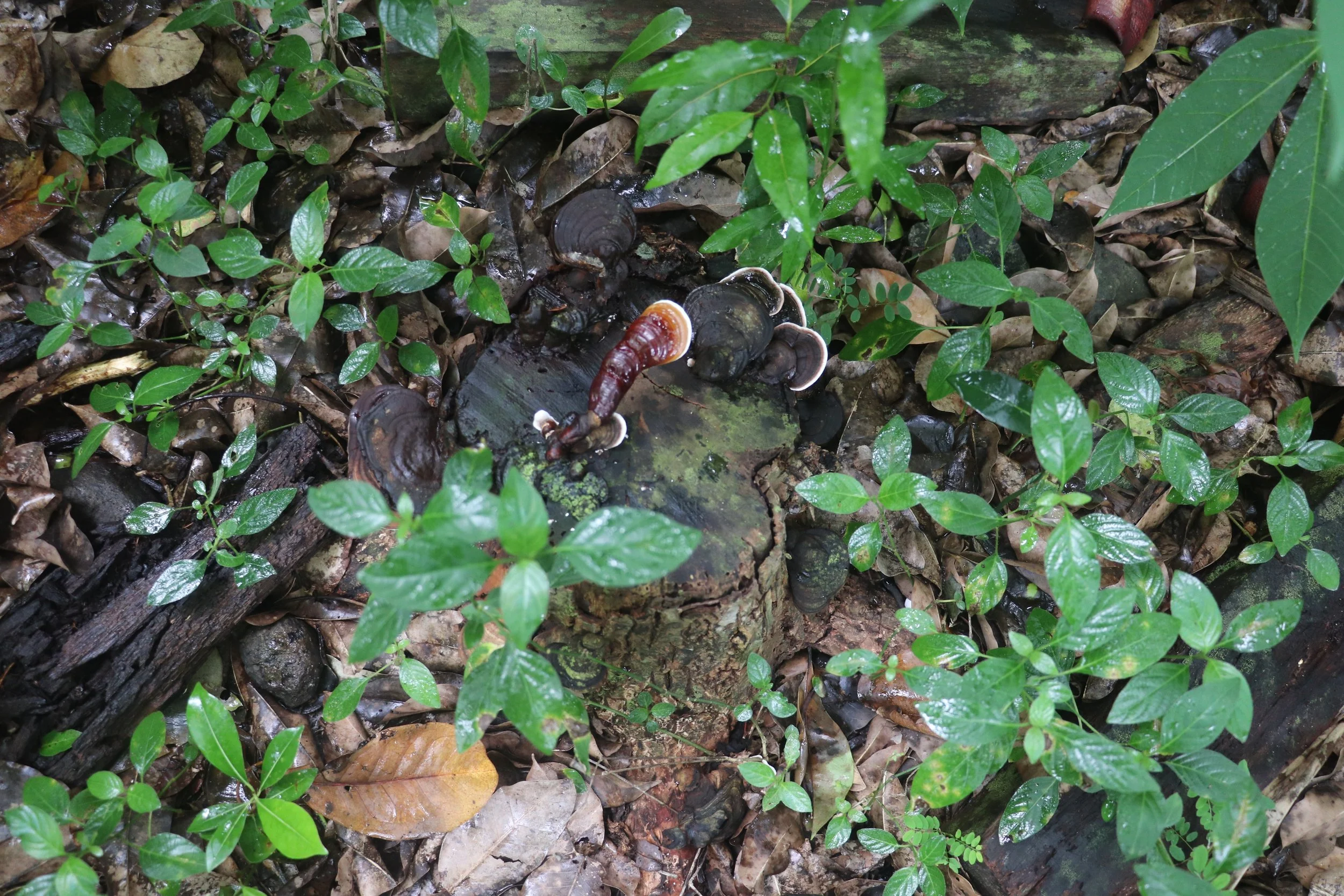 wild reishi mushrooms crowing in vanuatu conservation area