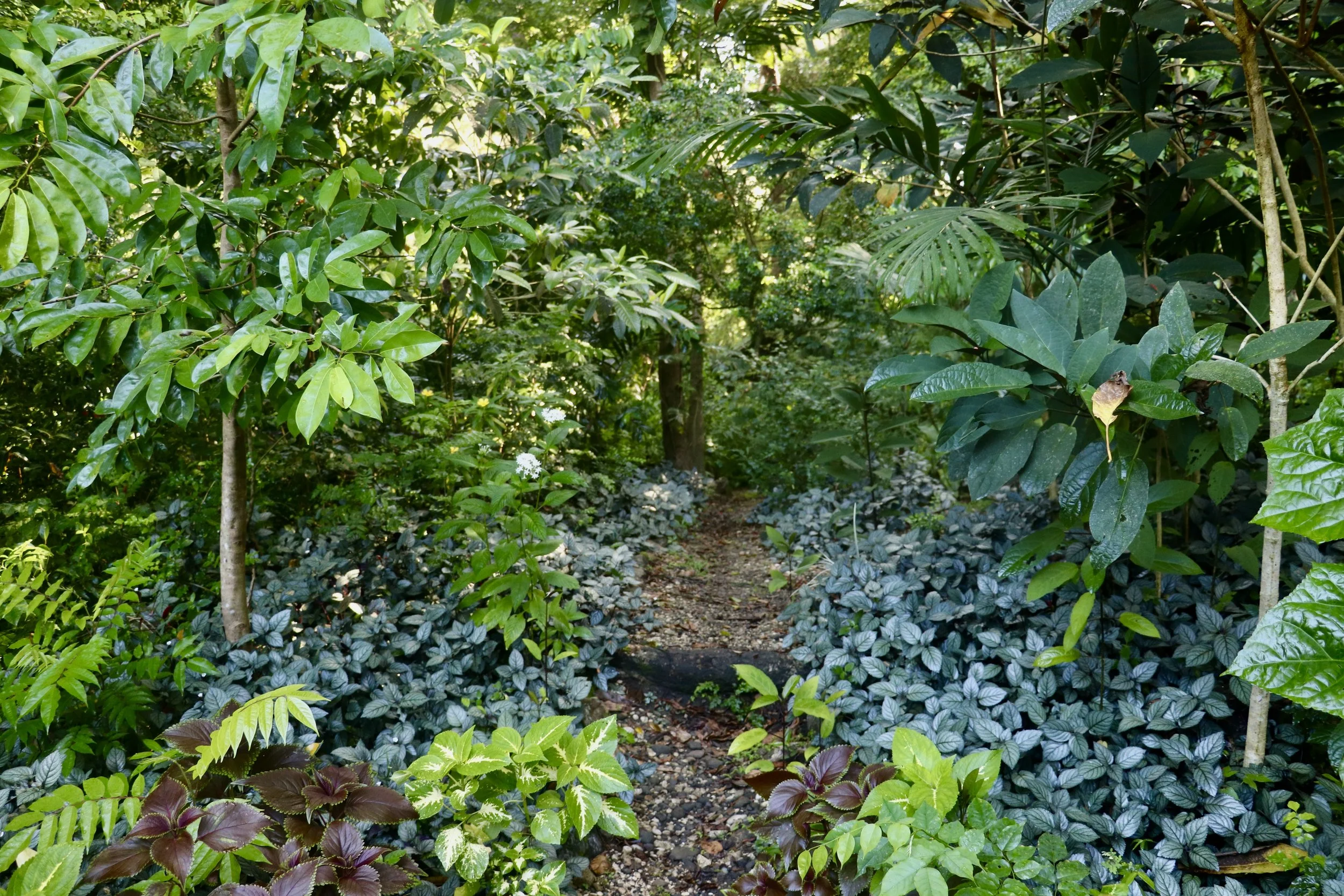 forest path in vanuatu nature preserve