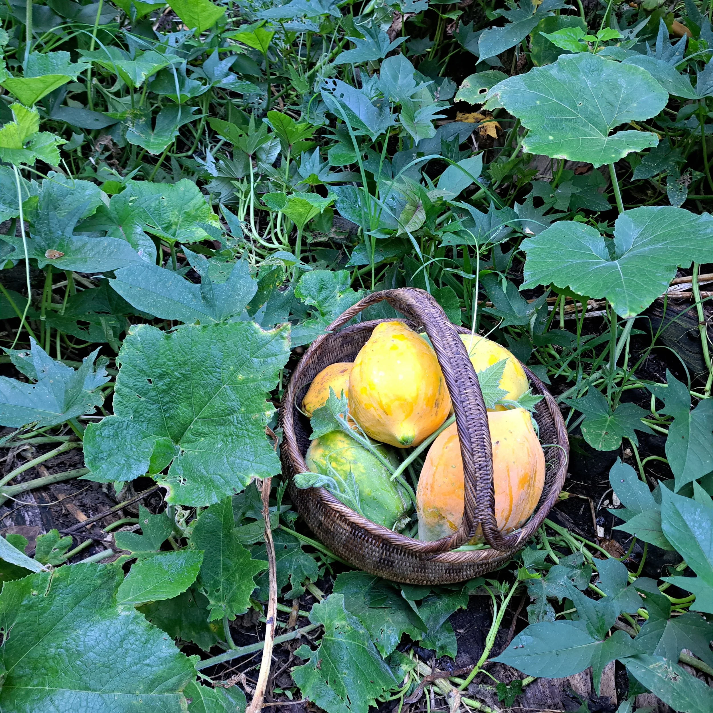 food forest regenerative gardens in ecovillage papaya pumpkin greens