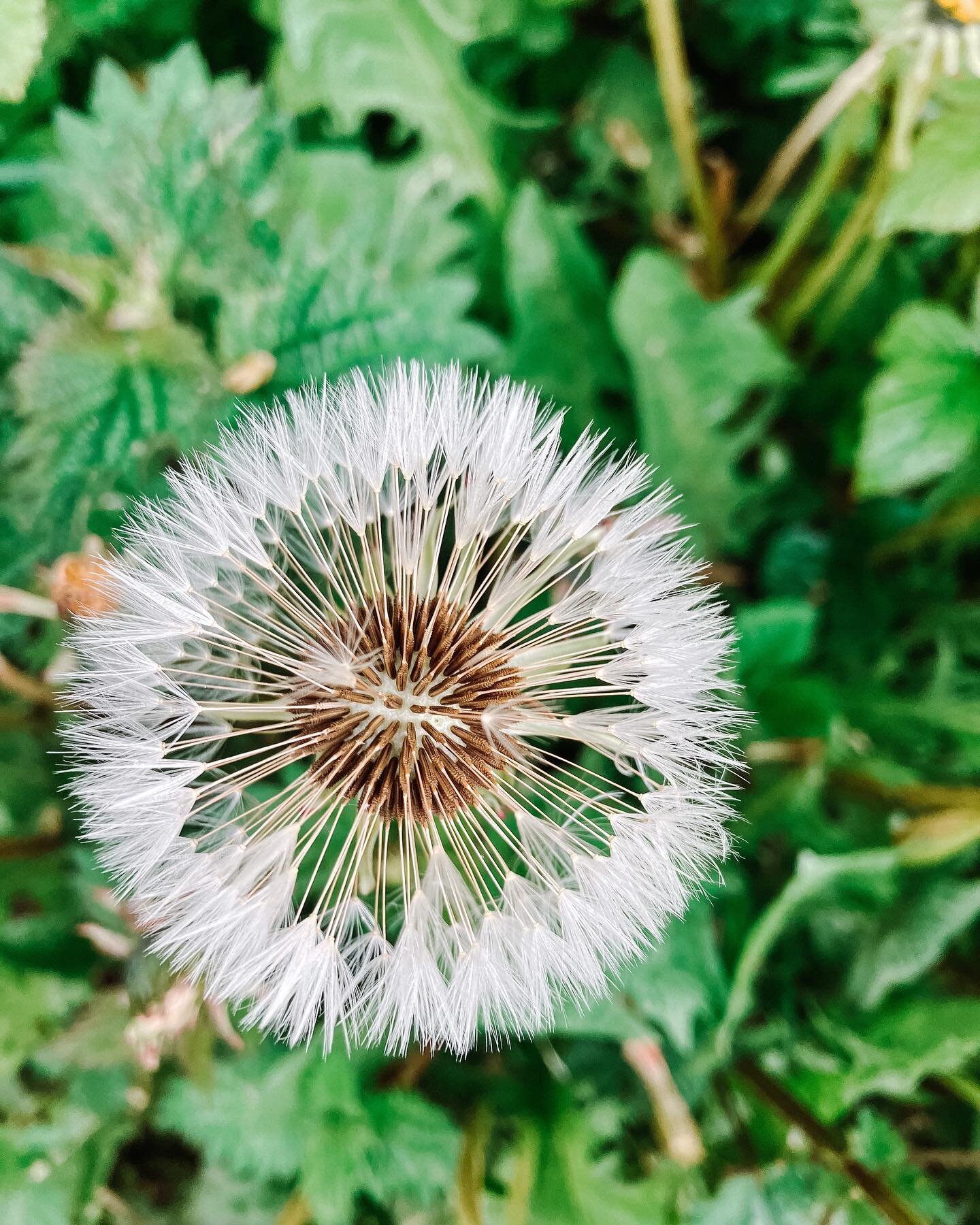 In a recent interview I was asked what kind of Herbalist I identify as. It made me pause. It&rsquo;s something I haven&rsquo;t reflected on for a while ~ these semi artificial divisions between different types of &ldquo;Herbalists&rdquo;. In the end 