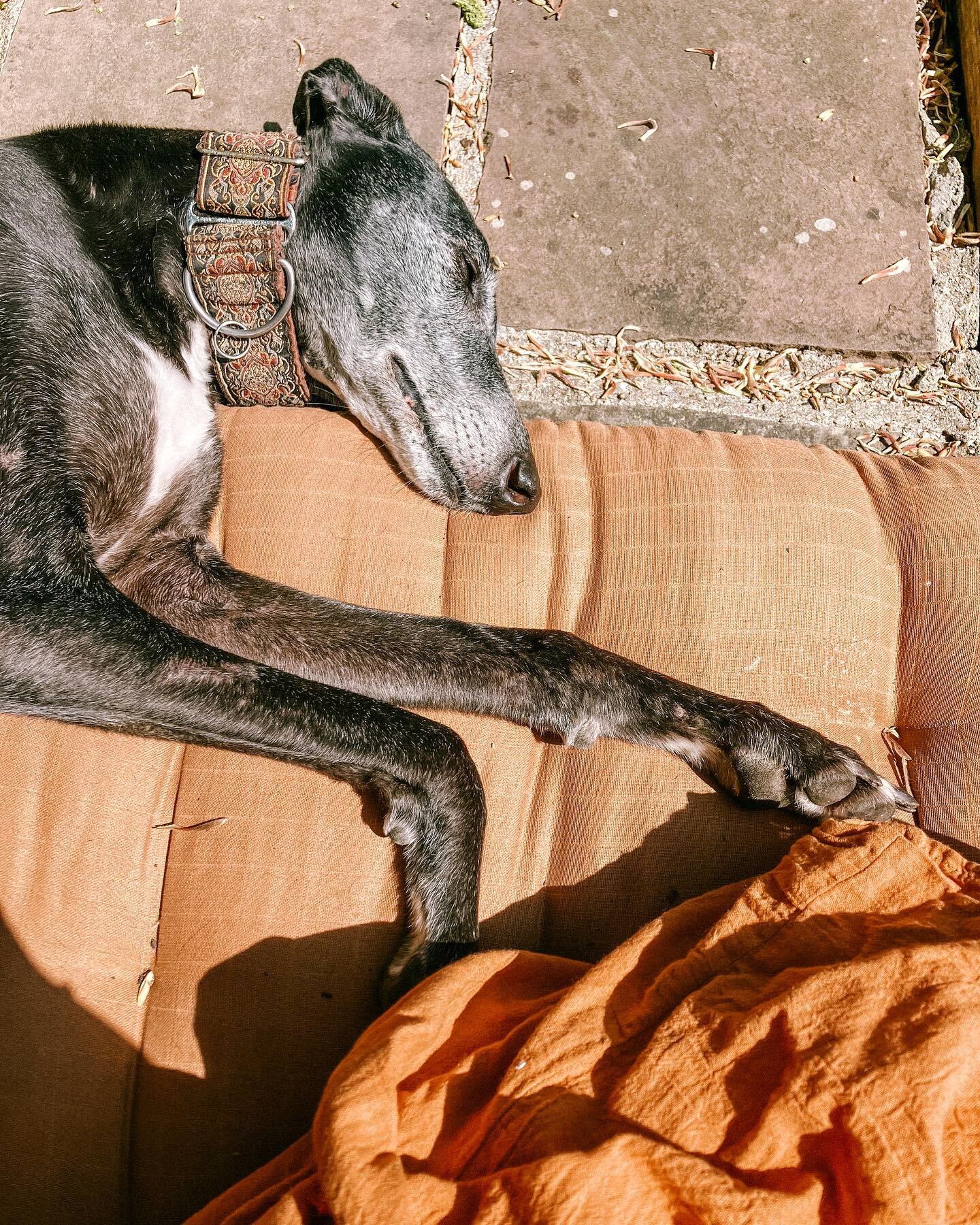 Sylvie is my spirit animal 🐶 greyhounds sure know how to rest ~ learning to shift into your parasympathetic nervous system takes time &amp; work. For traumatised dogs &amp; humans. 🌼 some of my favourite practices to activate the parasympathetic ne