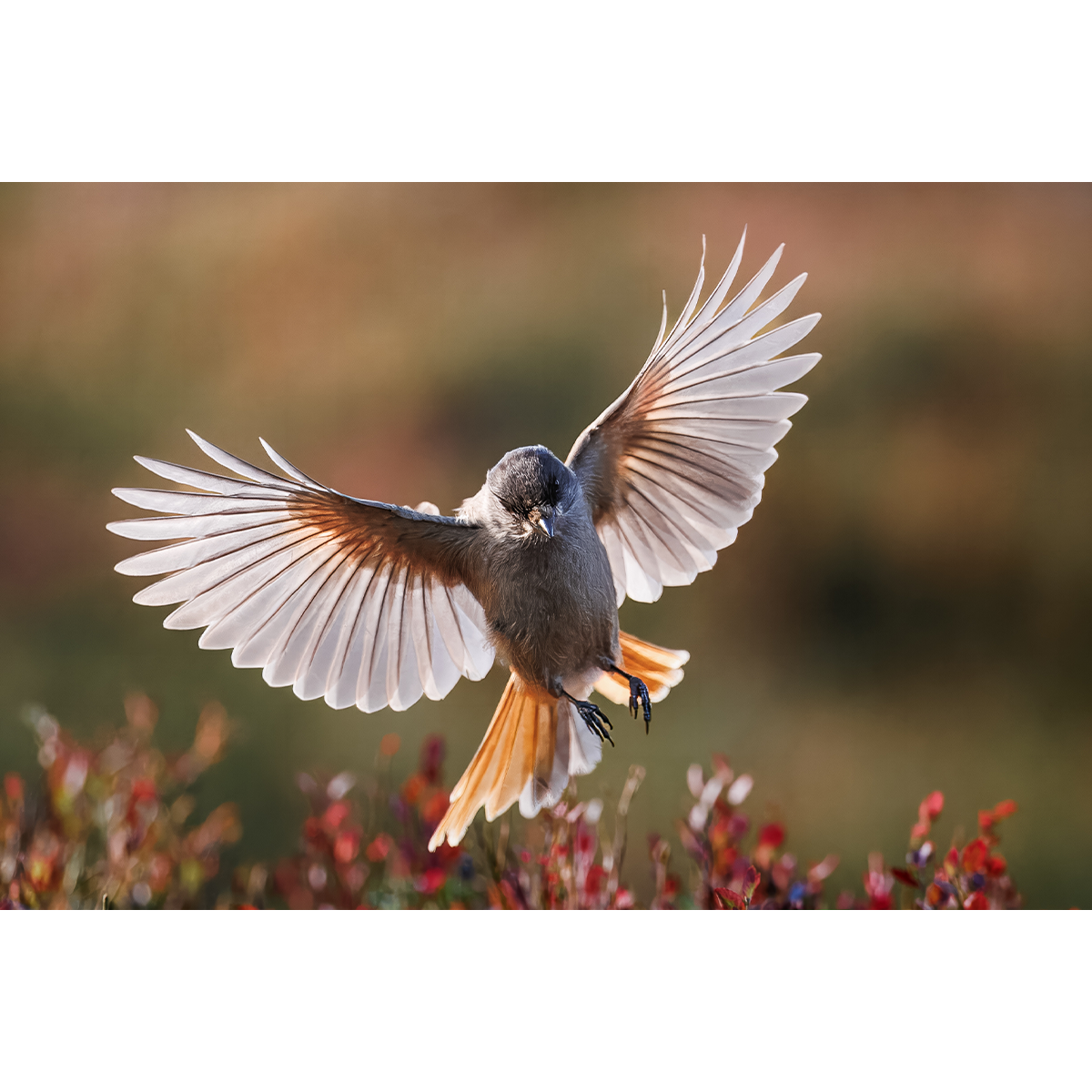 Siberian Jay No.2