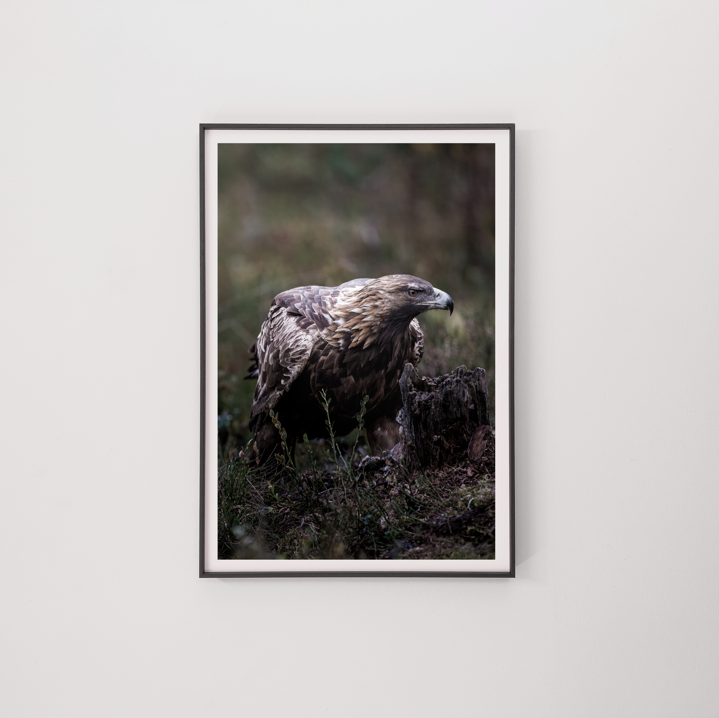 eagle7 frame.png