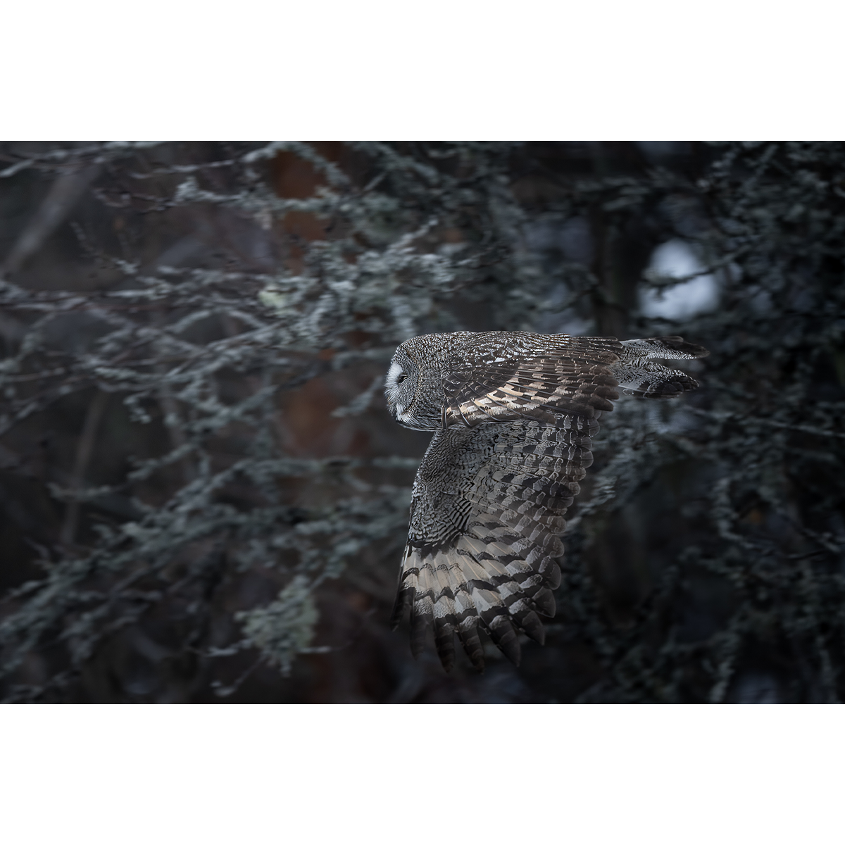 Great Grey Owl No.5