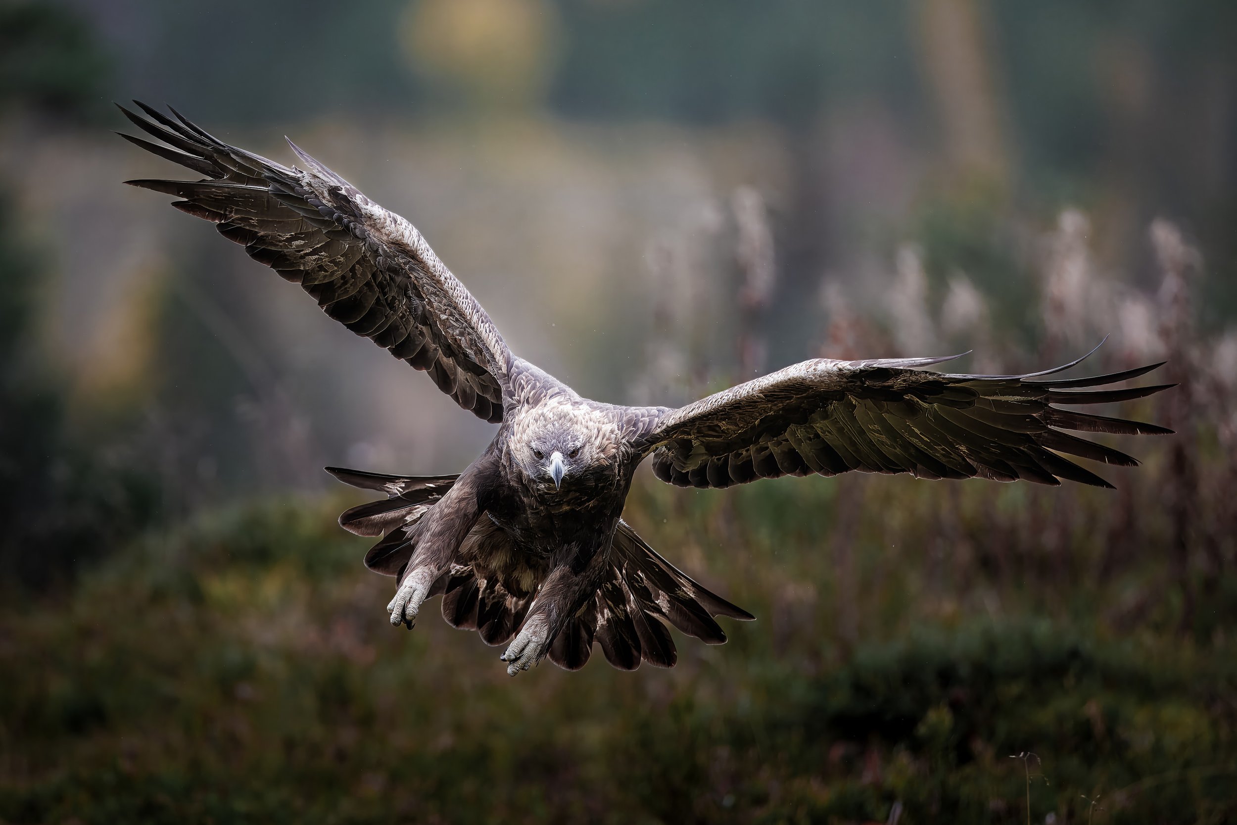 eagle12.jpg