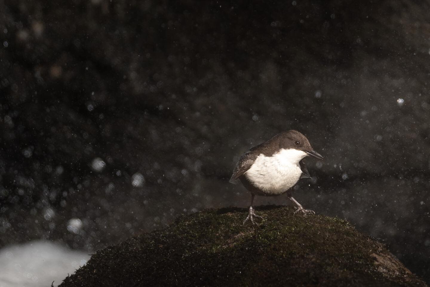 Dipper &hellip; Koskikara.
.
.
.
#dipper #best_bird_of_ig #best_birds_of_world #igscwildlife #best_bird_shots #globaldaily #bokeh_addicts #natures_moods #nature_brilliance #nature_perfection #koskikara #suomenluonto #lintukuvaus #instaluontokuvaajat 