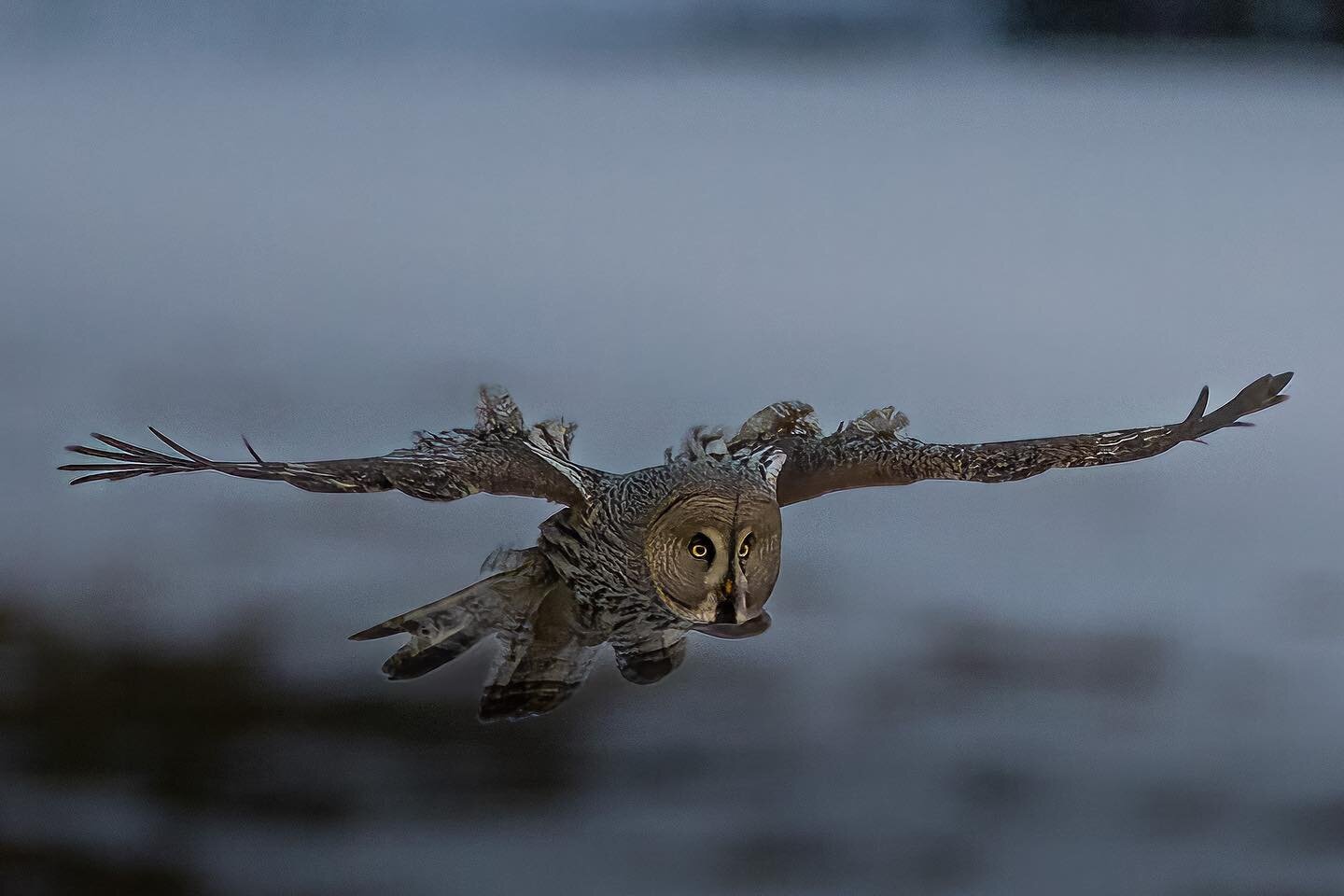 Great Grey Owl ..
.
.
.
#best_bird_of_ig #greatgreyowl #lapinp&ouml;ll&ouml; #nature_brilliance #naturelovers #visitfinland #bokeh_addicts #elite_owls #elite_raptors #nature_perfection #igscwildlife #wildlifephotography #naturephotography #rajalapro 