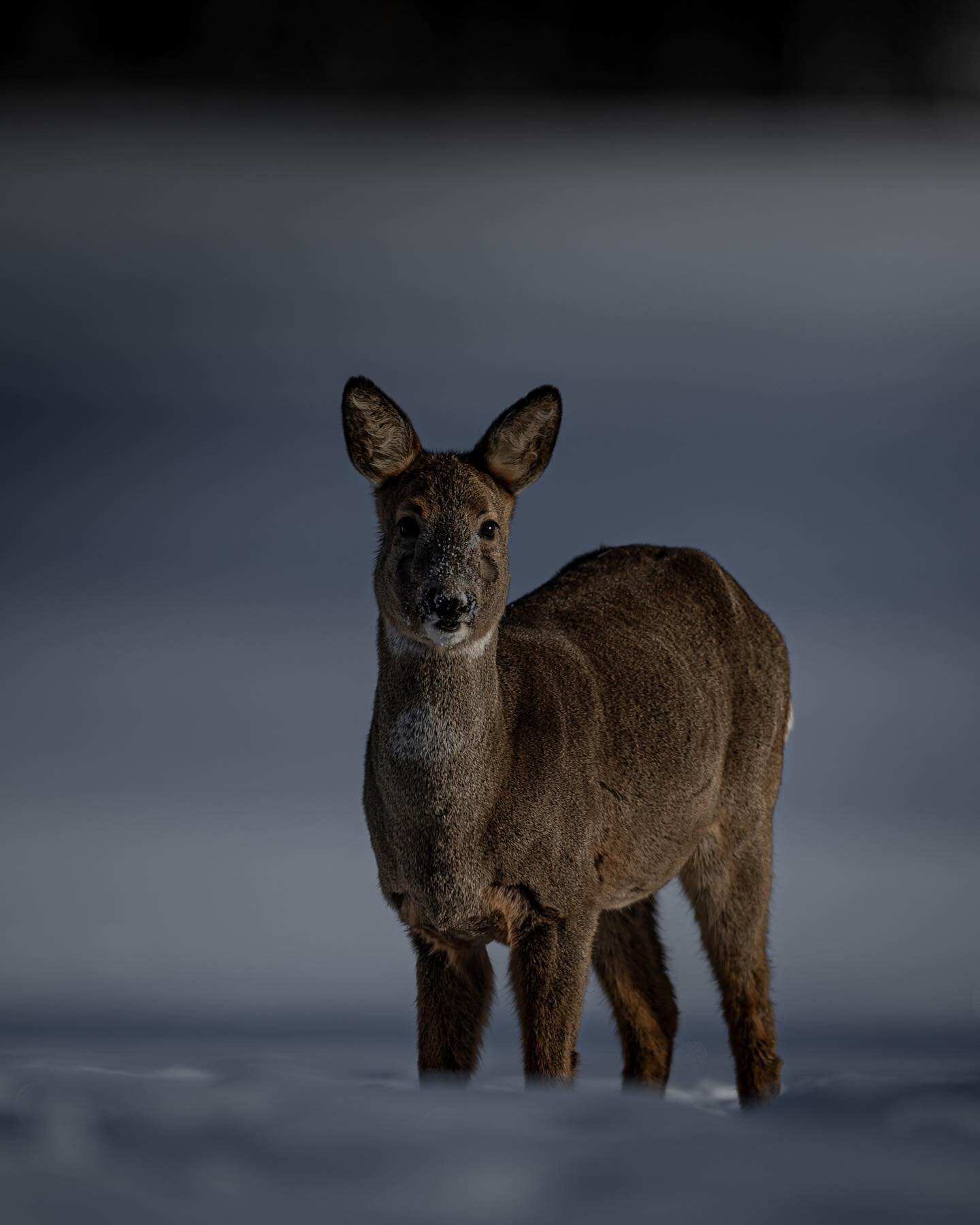 Roe Deer .. 
.
.
.
#igscwildlife #roedeer #winterphotography #natures_moods #naturelovers #boredpanda #bokeh_addicts #suomenluonto #visitfinland #luontokuvaus #nature_brilliance #nature_perfection #raw_community #instaluontokuvaajat #canonnordic #raj