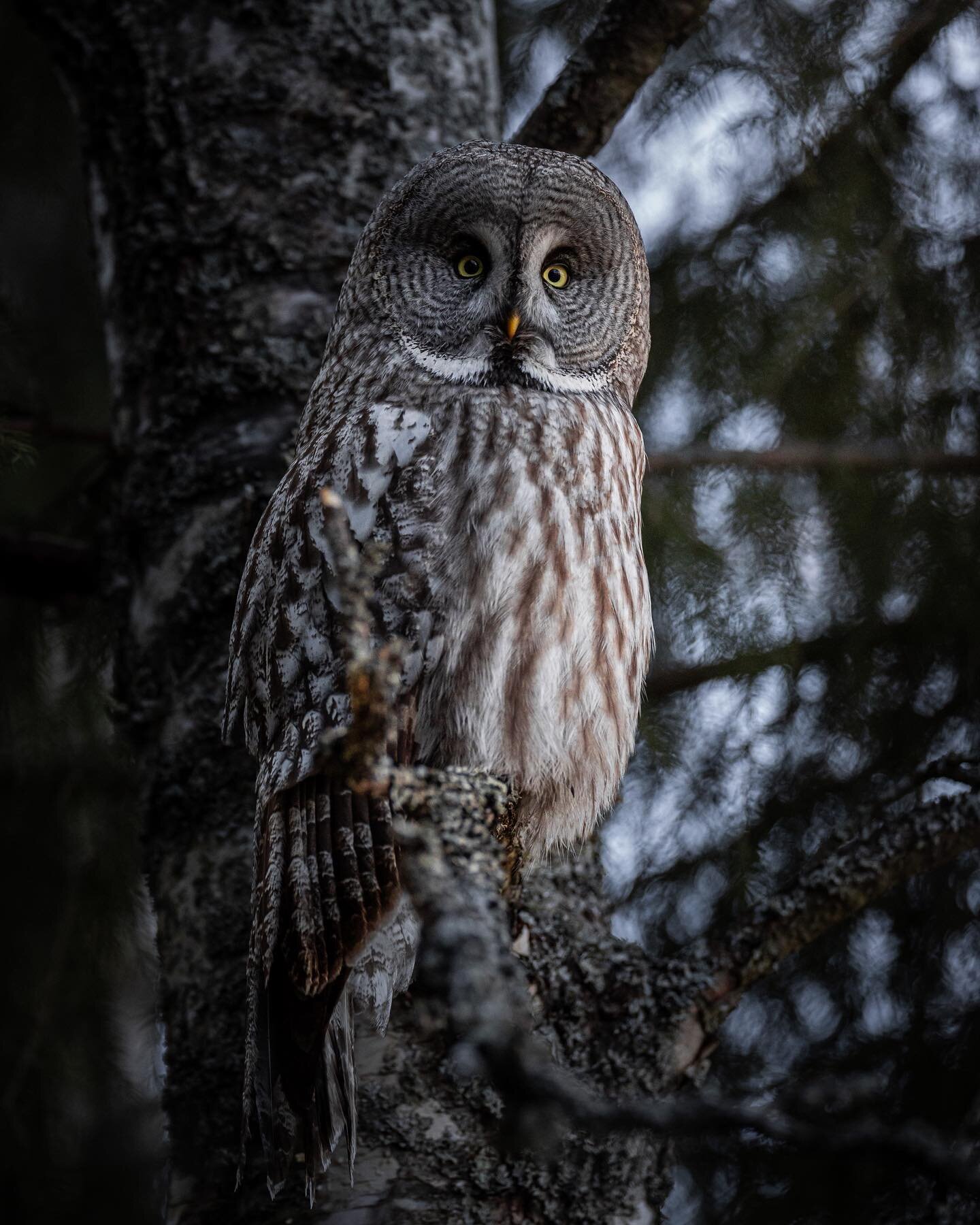 Great Grey Owl ..
.
.
.
#greatgreyowl #elite_owls #elite_raptors #nature_brilliance #best_birds_of_world #best_birds_of_ig #igscwildlife #naturelovers #natures_moods #lapinp&ouml;ll&ouml; #visitfinland #suomenluonto #instaluontokuvaajat #canonnordic 