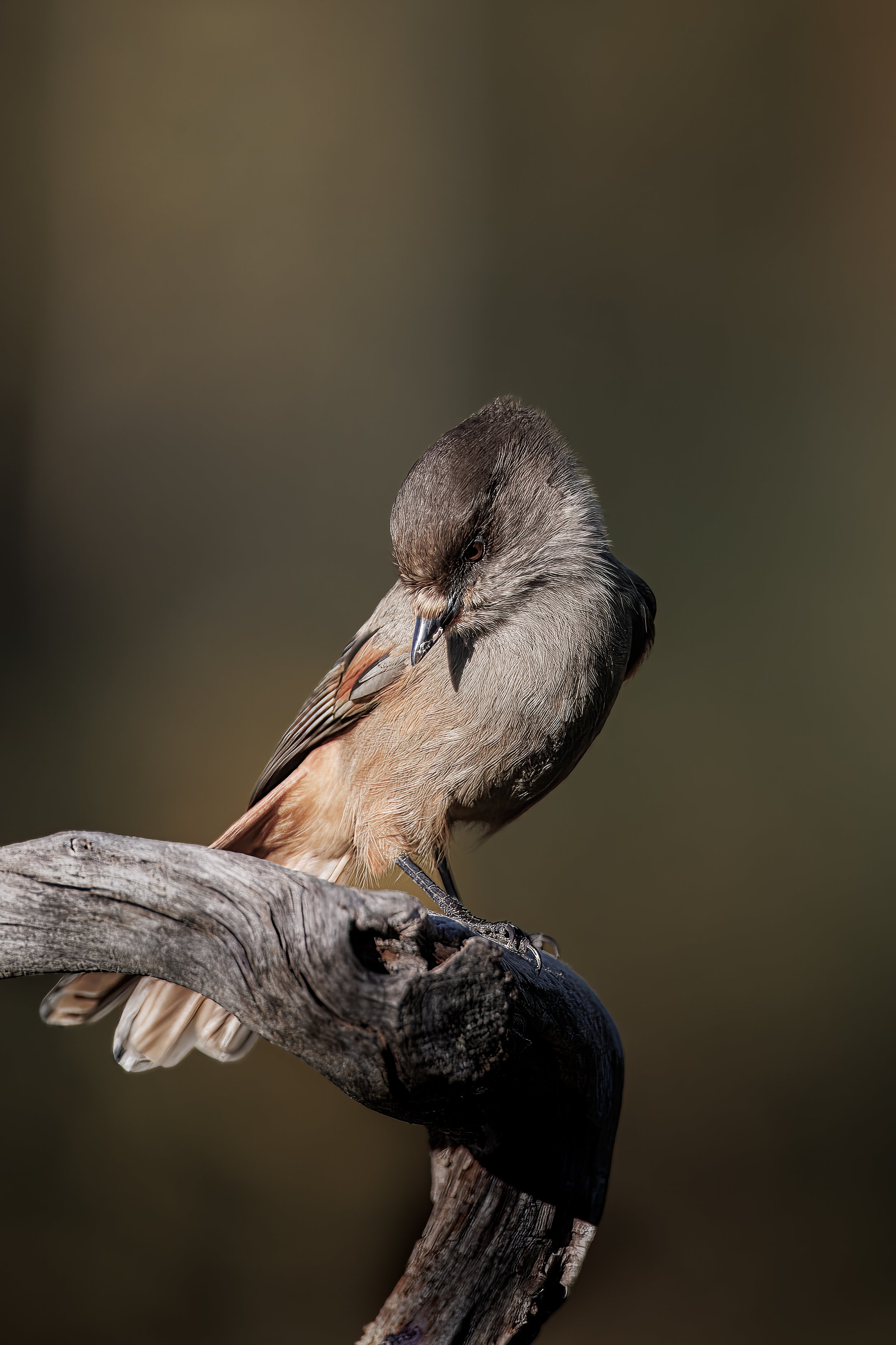 siperianjay.jpg