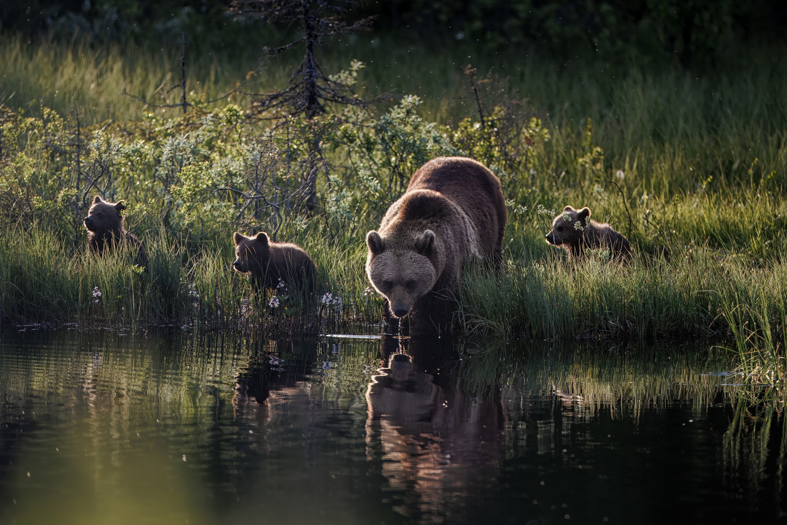 äiti ja pennut.jpg