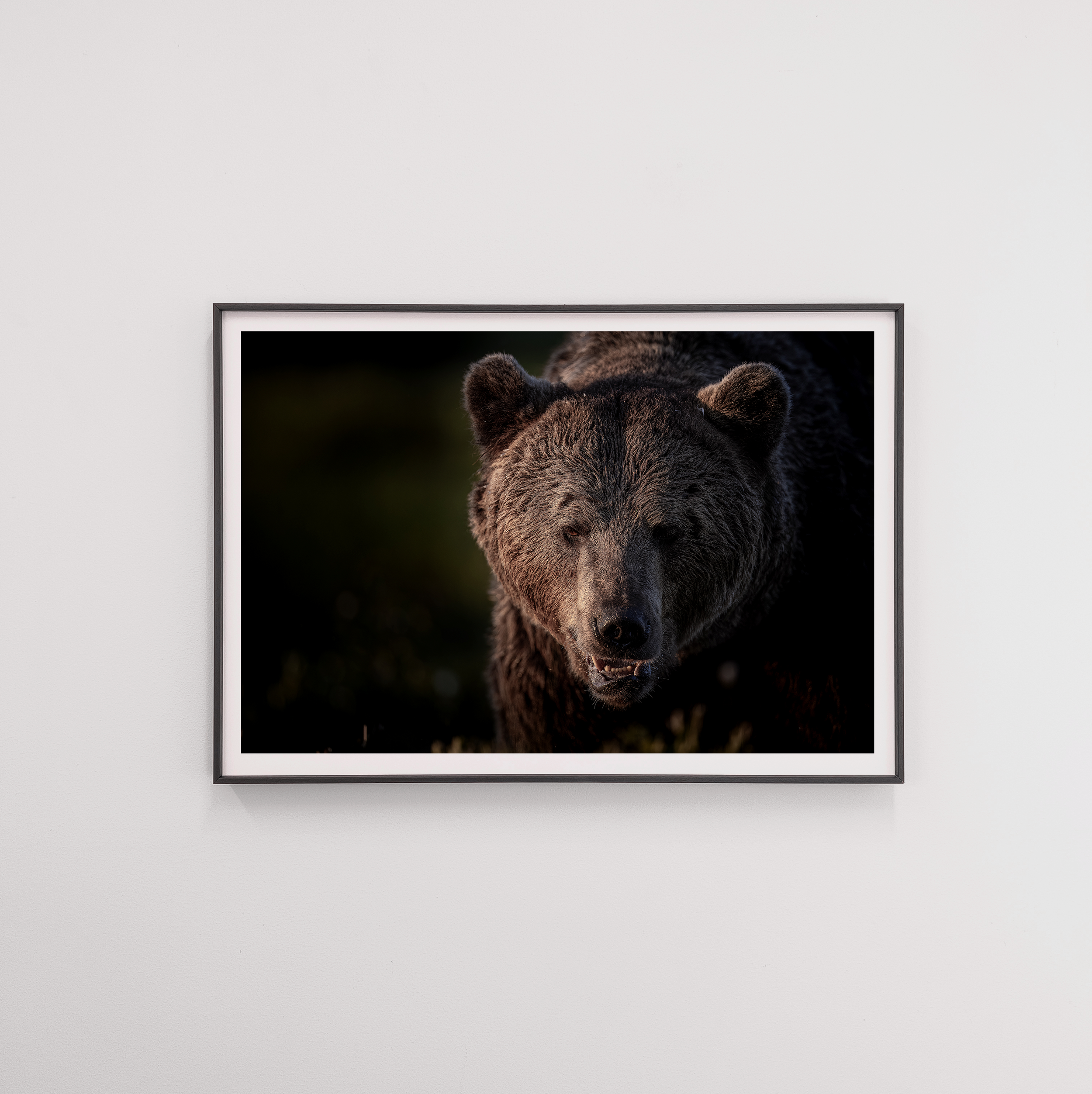 bear6 frame.png