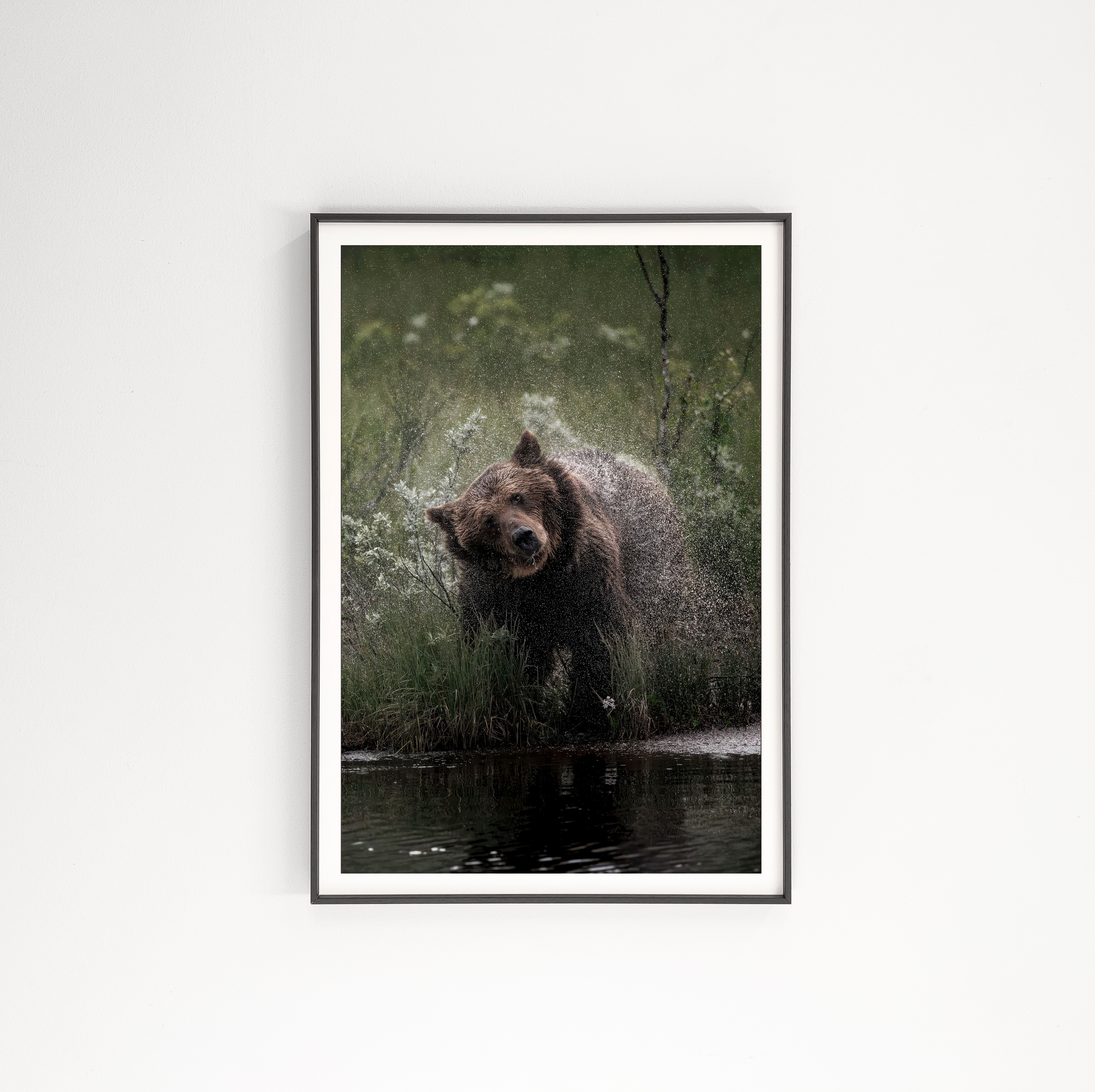 Tony Dialab aluviilumalli karhu 12.png