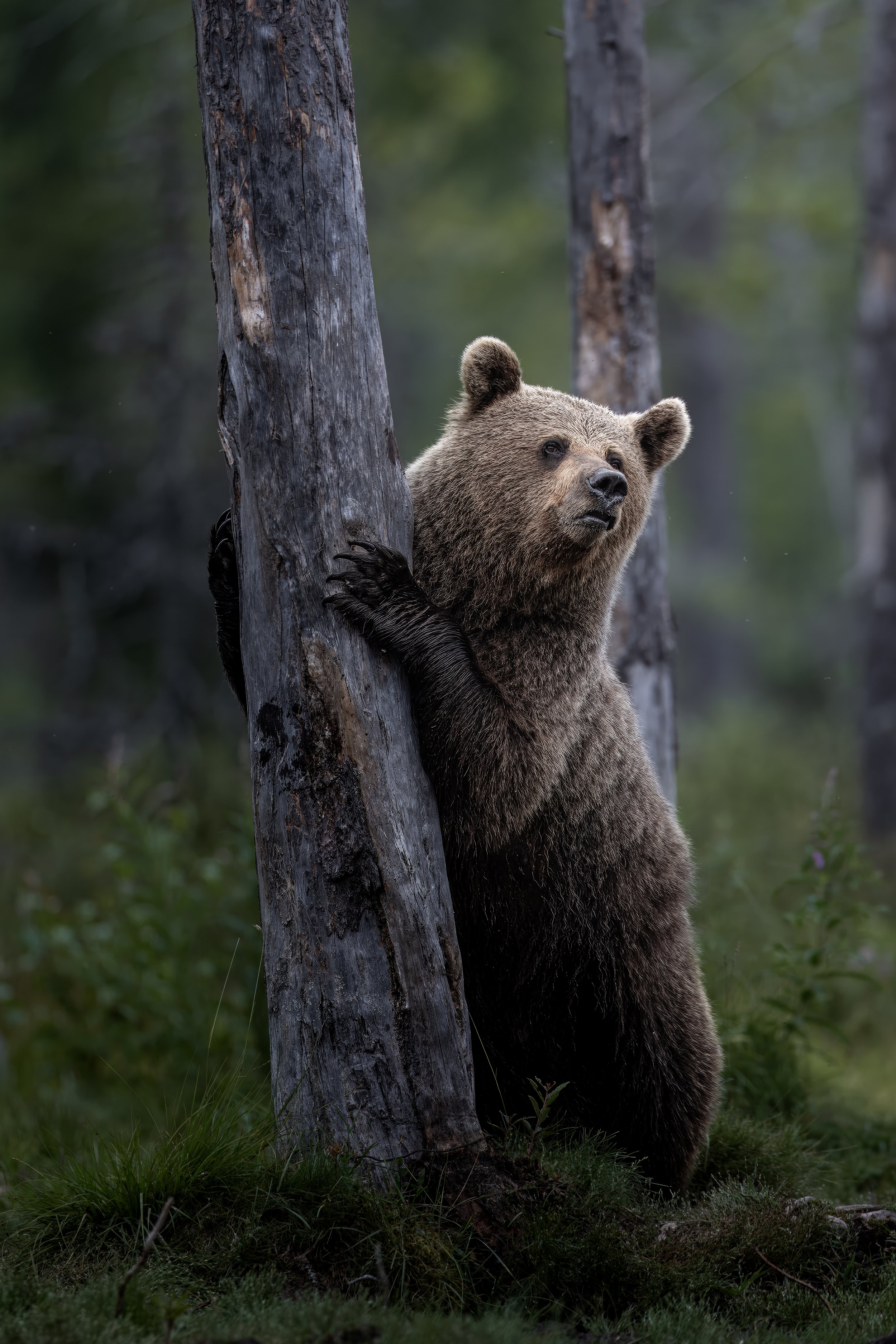 bear7.jpg