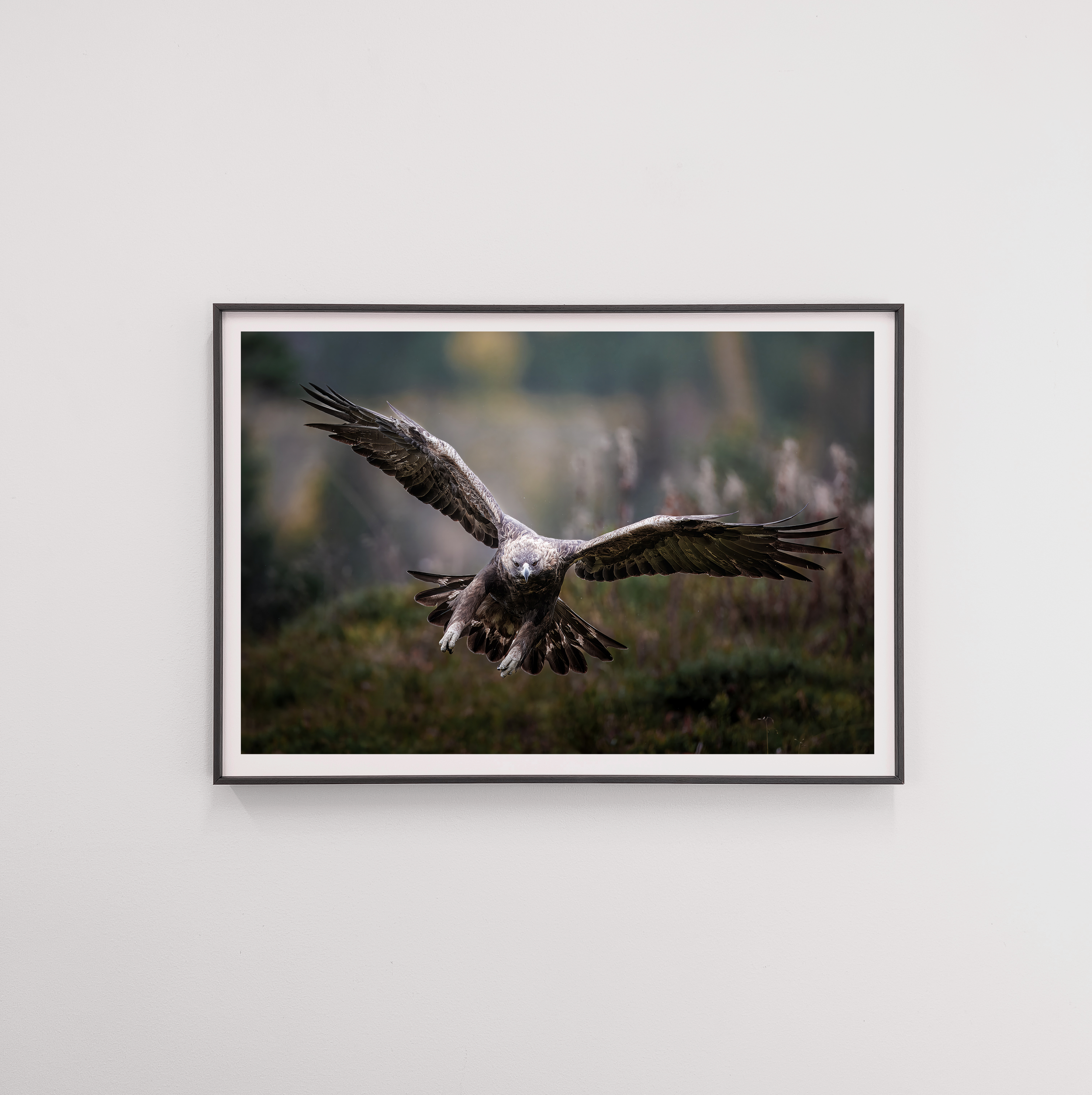 eagle12 frame.png