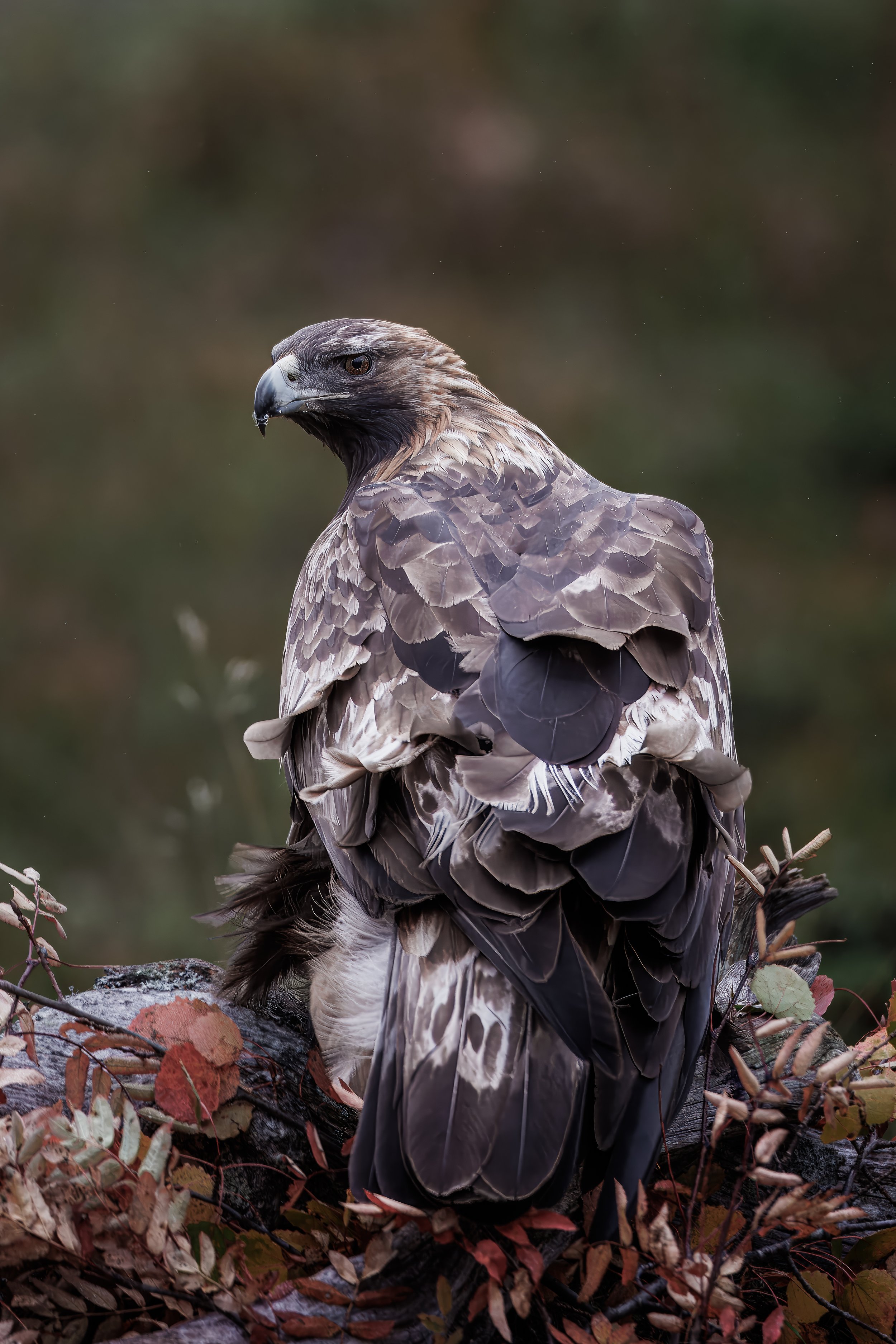 eagle10.jpg