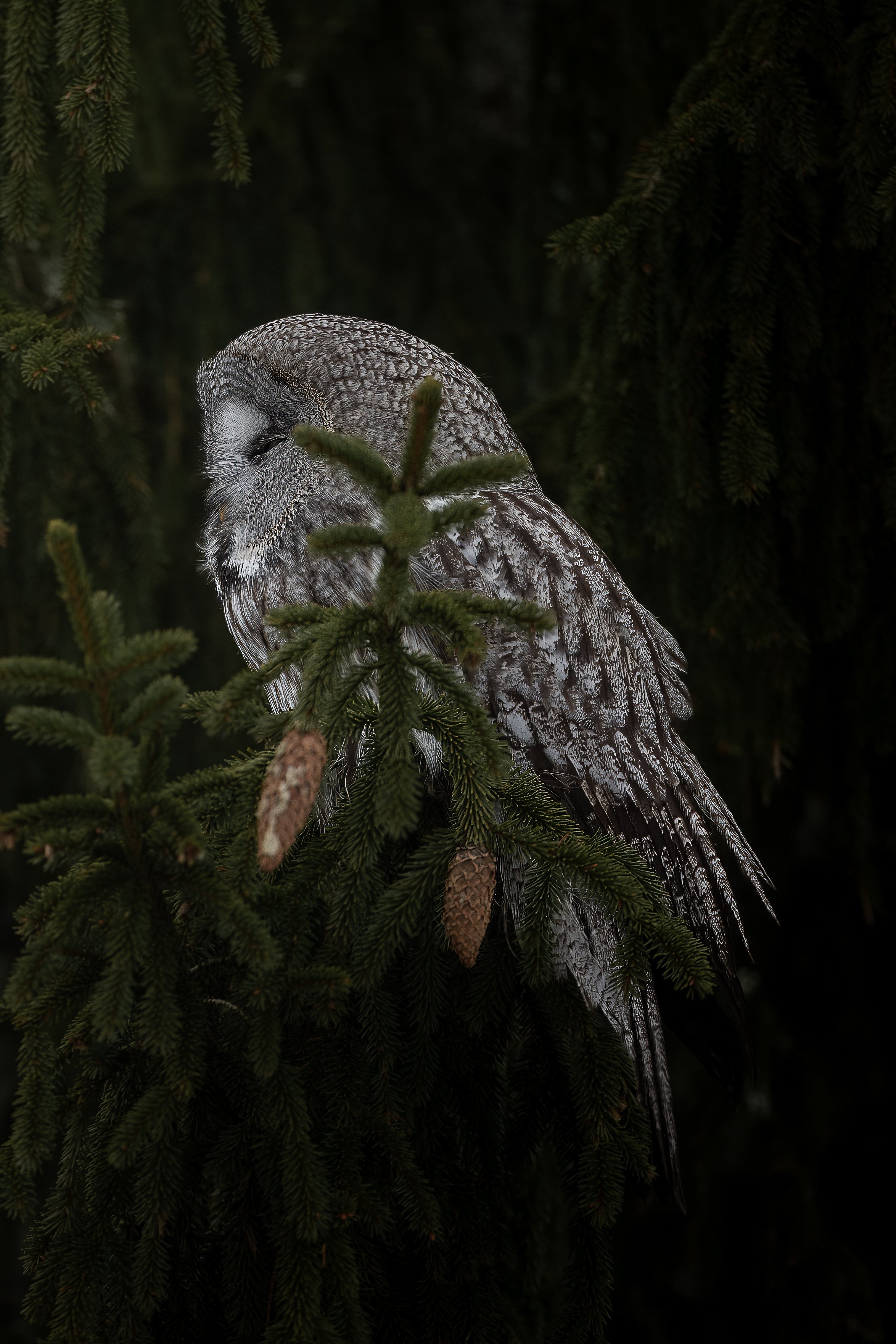greatgreyowl3.jpg