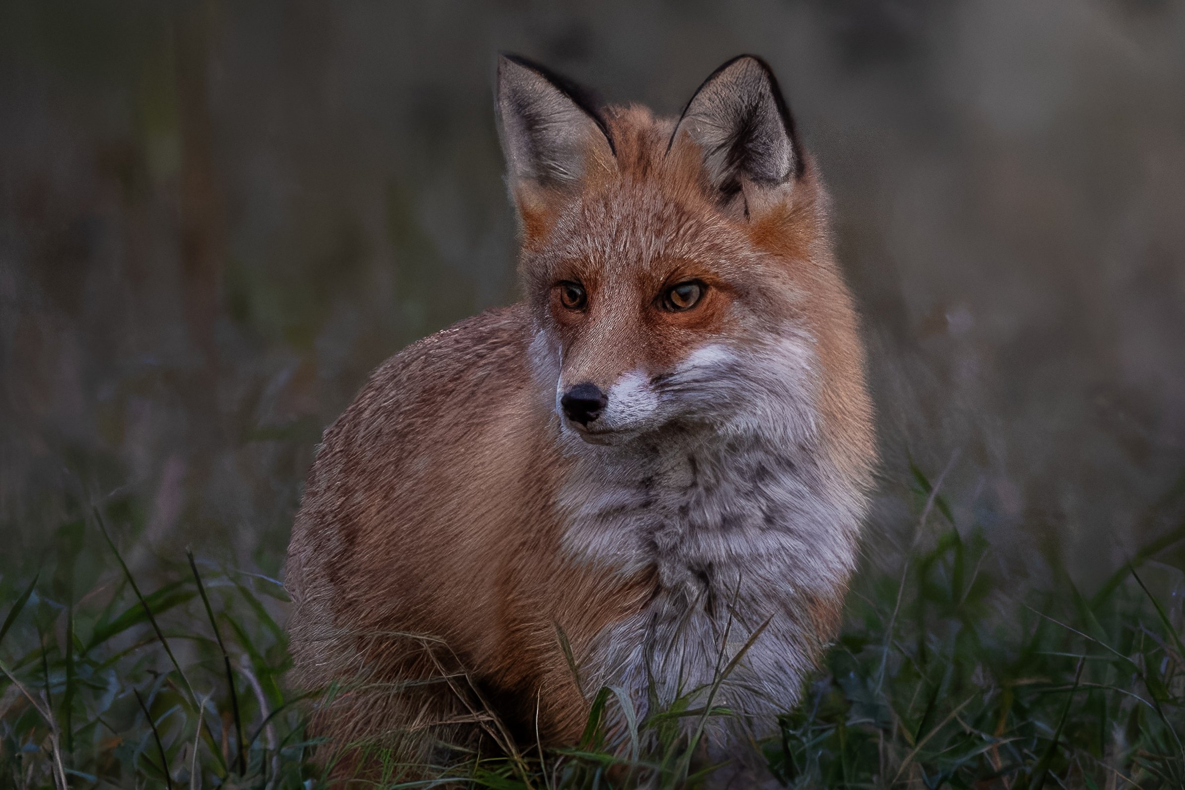 fox.jpg