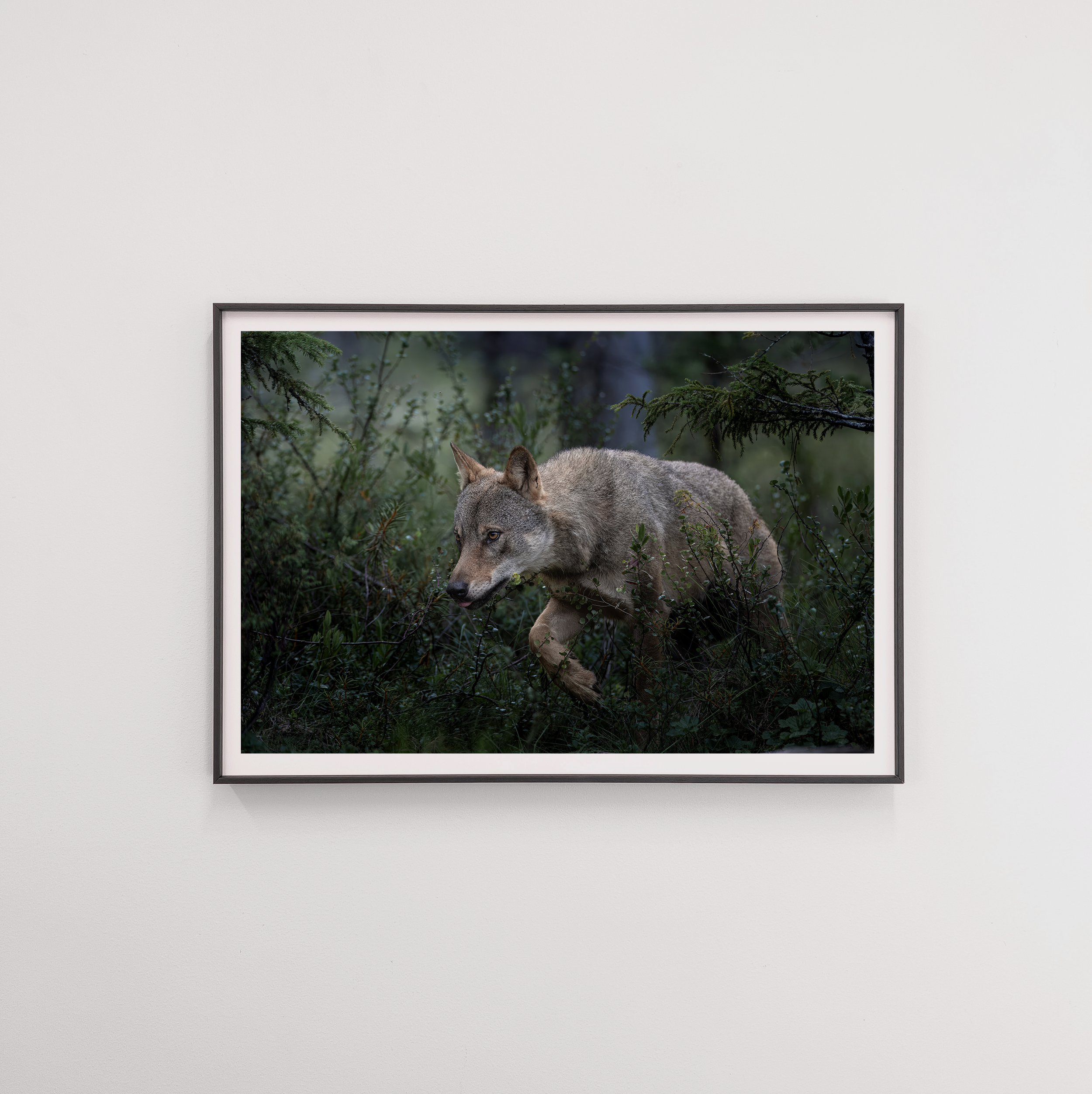 wolf2 frame.png