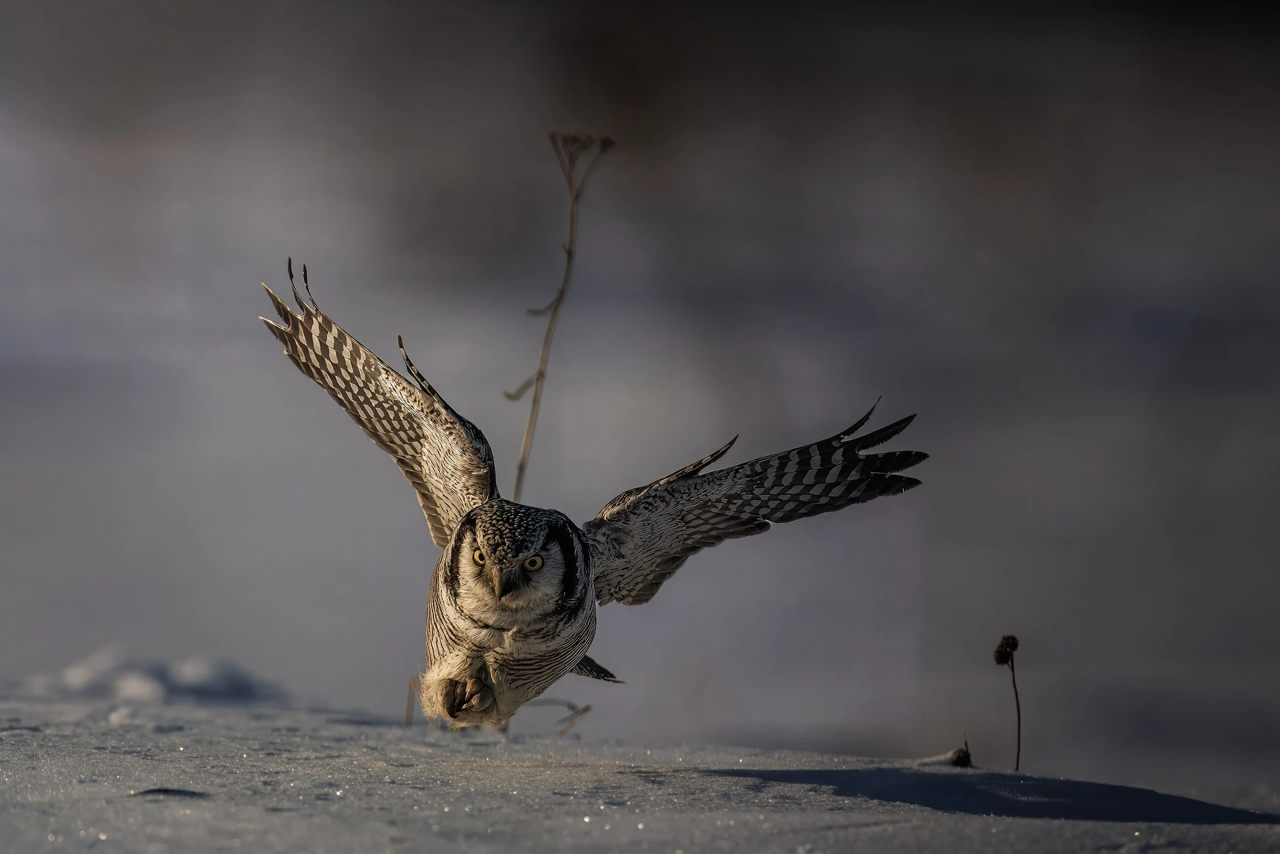 hiiripöllö 2 .jpg