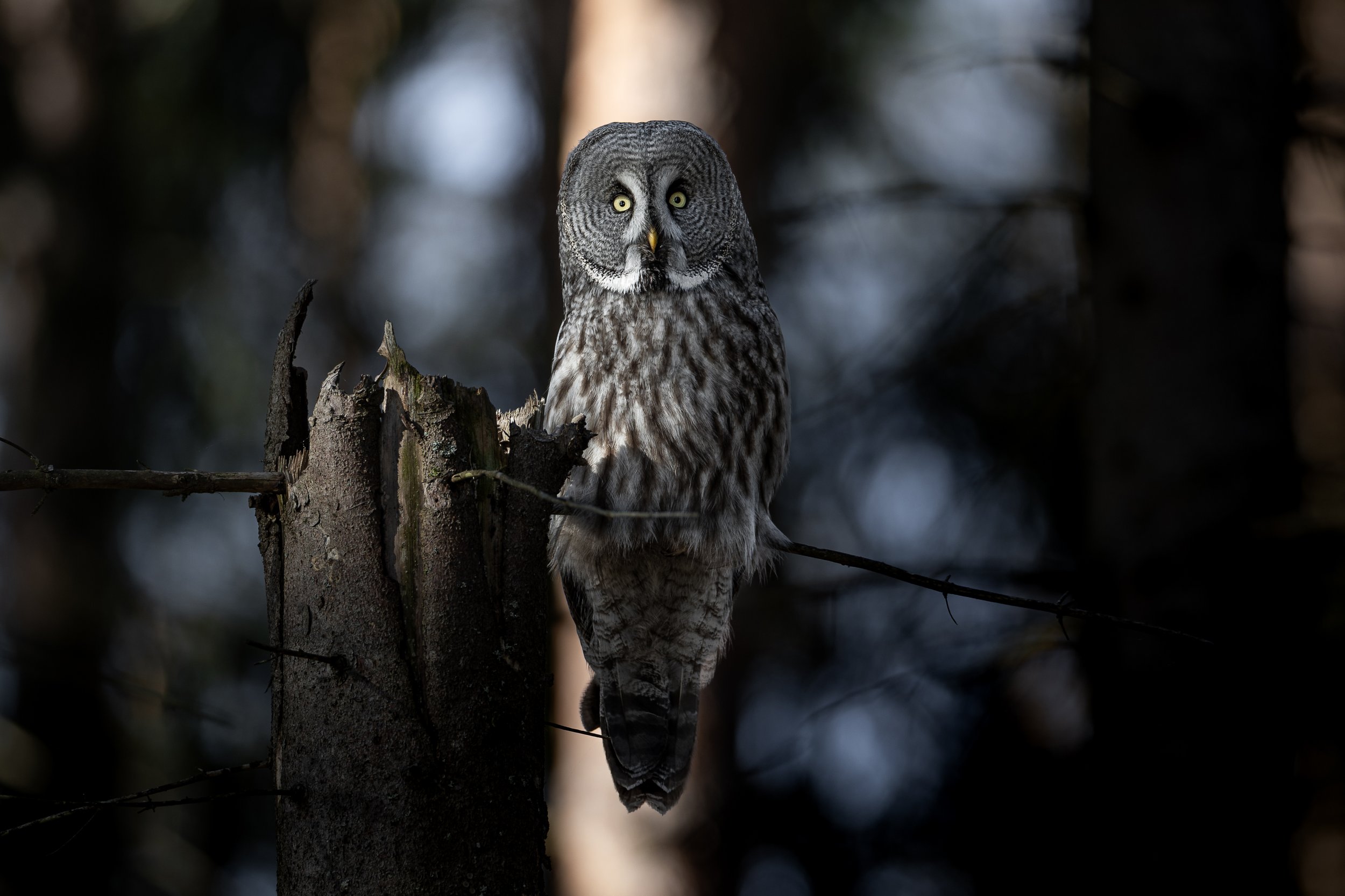 gretgreyowl2.jpg