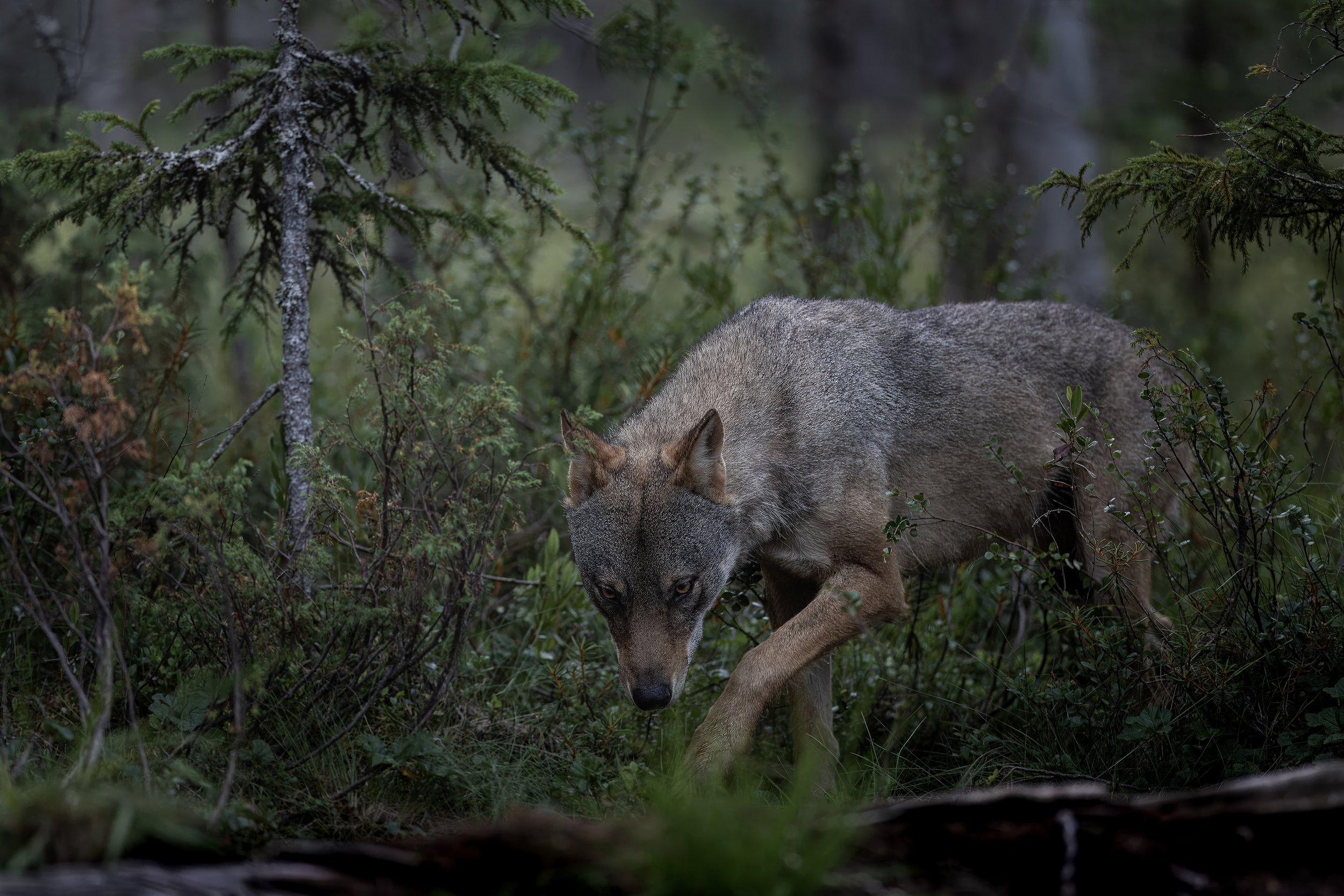 wolf.jpg