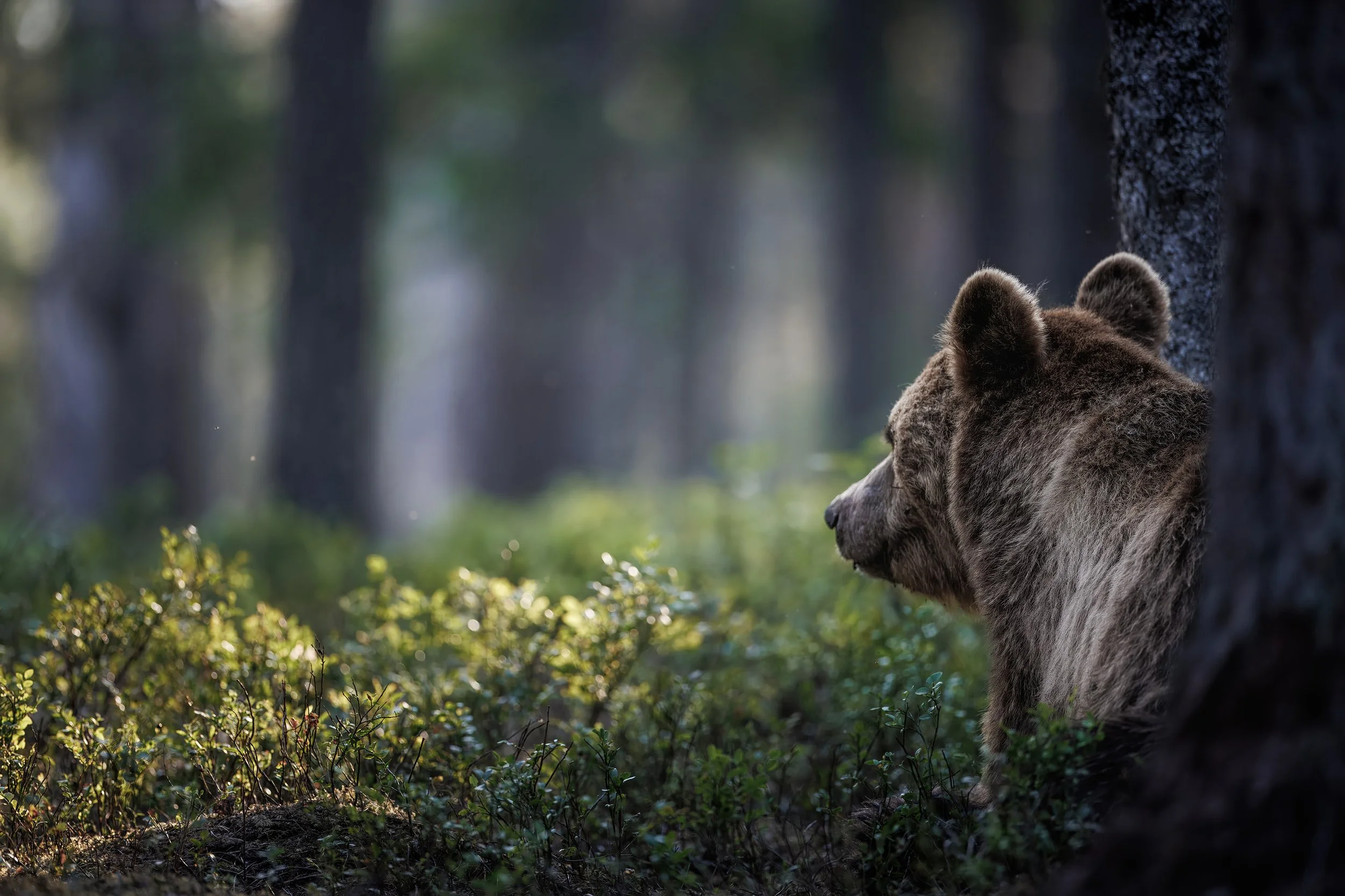 bear no.6-1.jpg