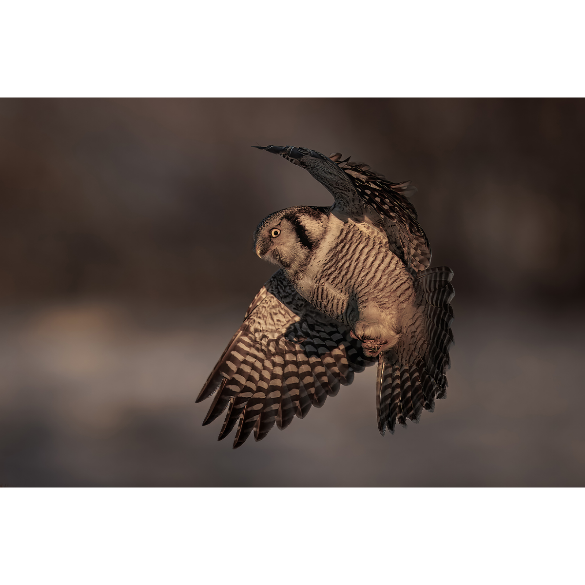 Hawk Owl No.2
