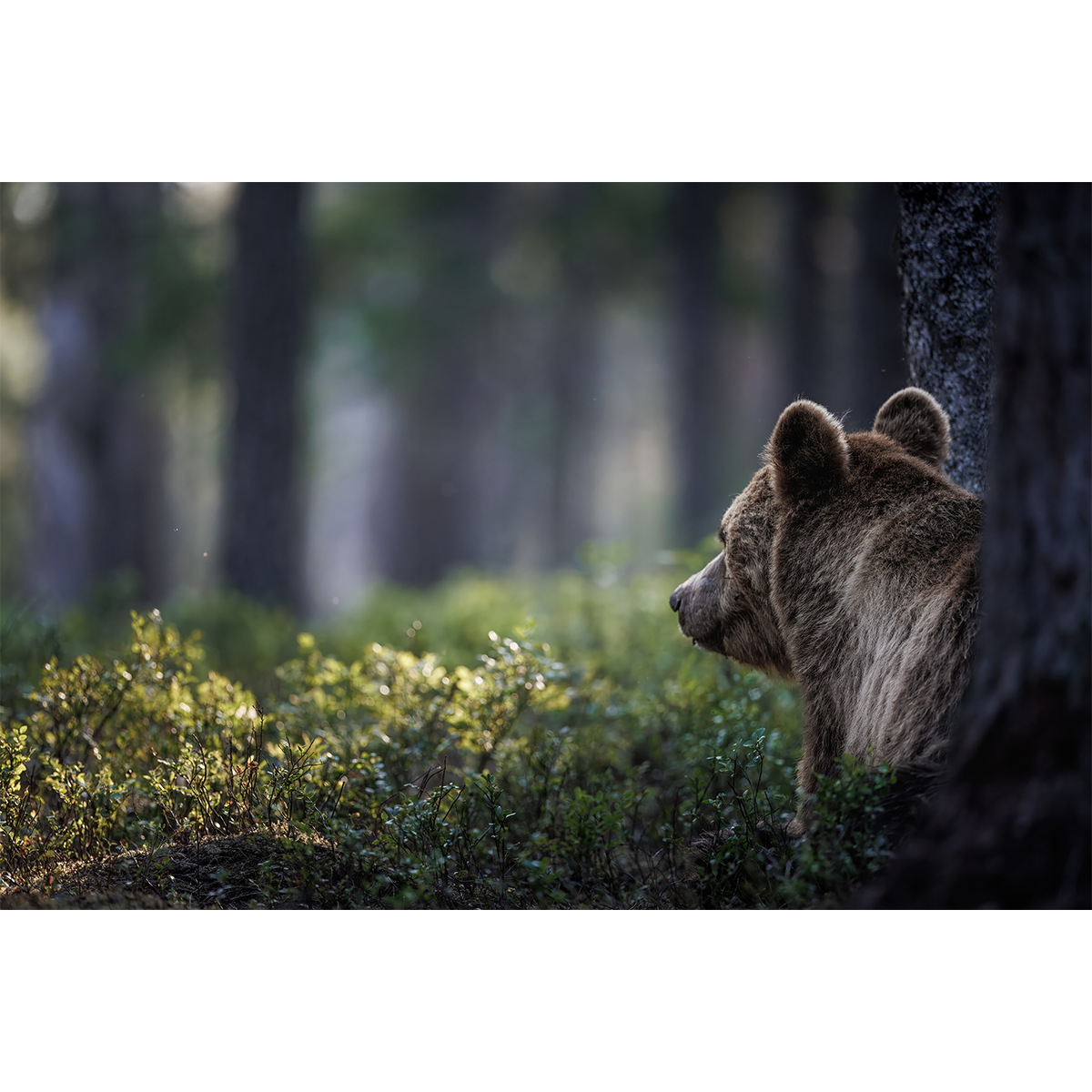 Bear No.8