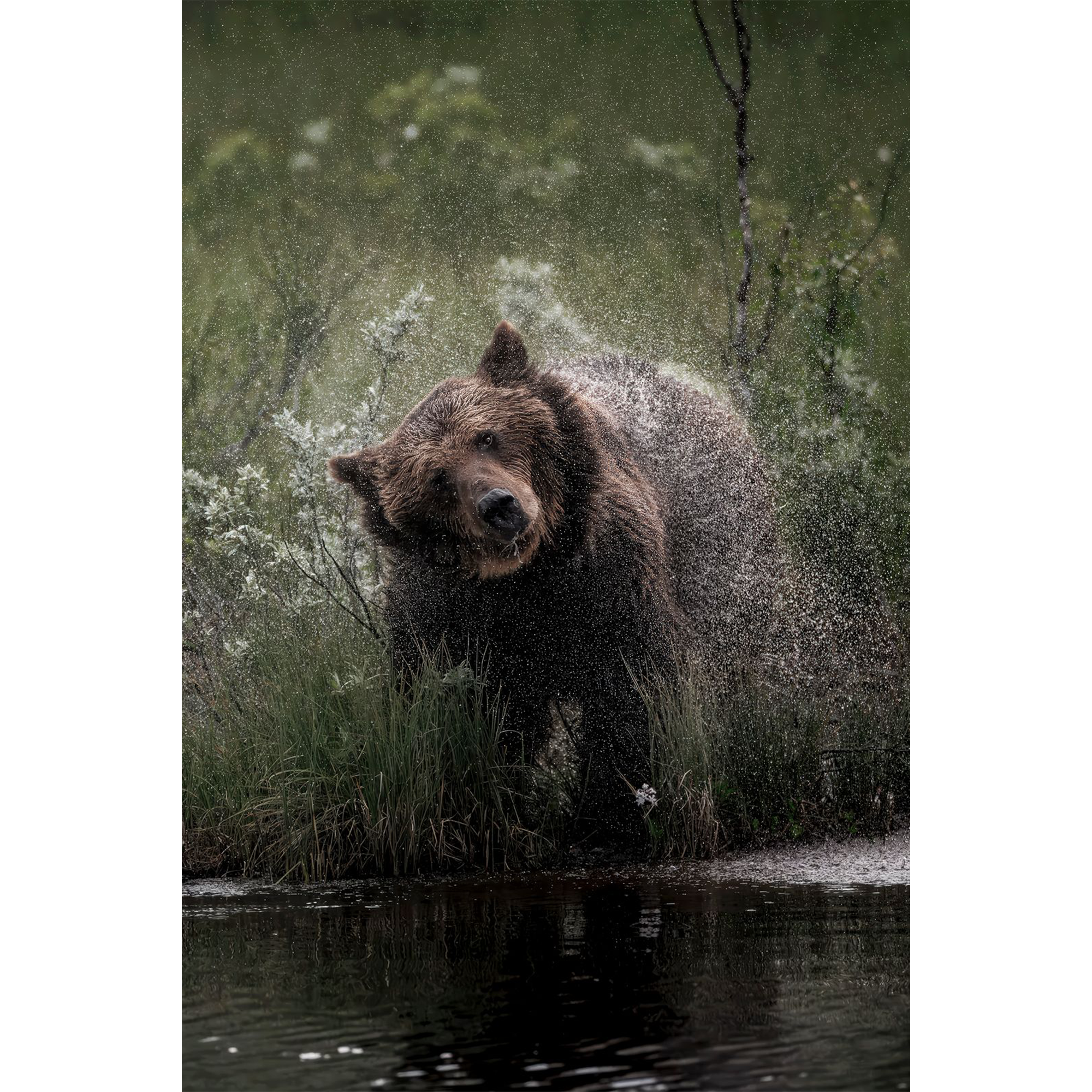 Bear No.12