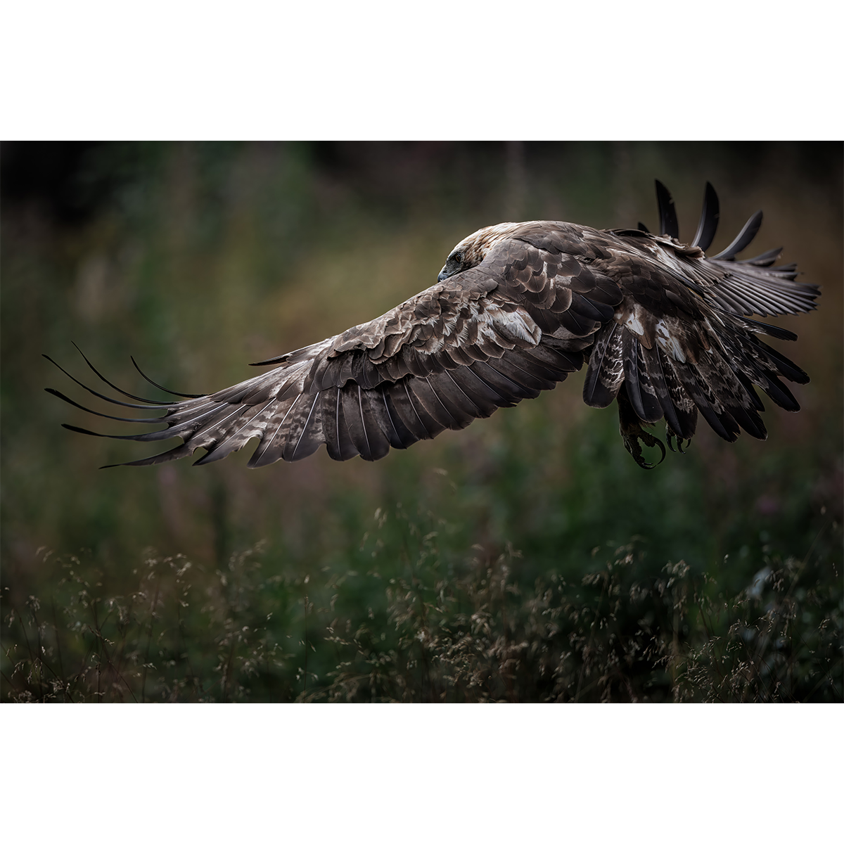 Eagle No.5
