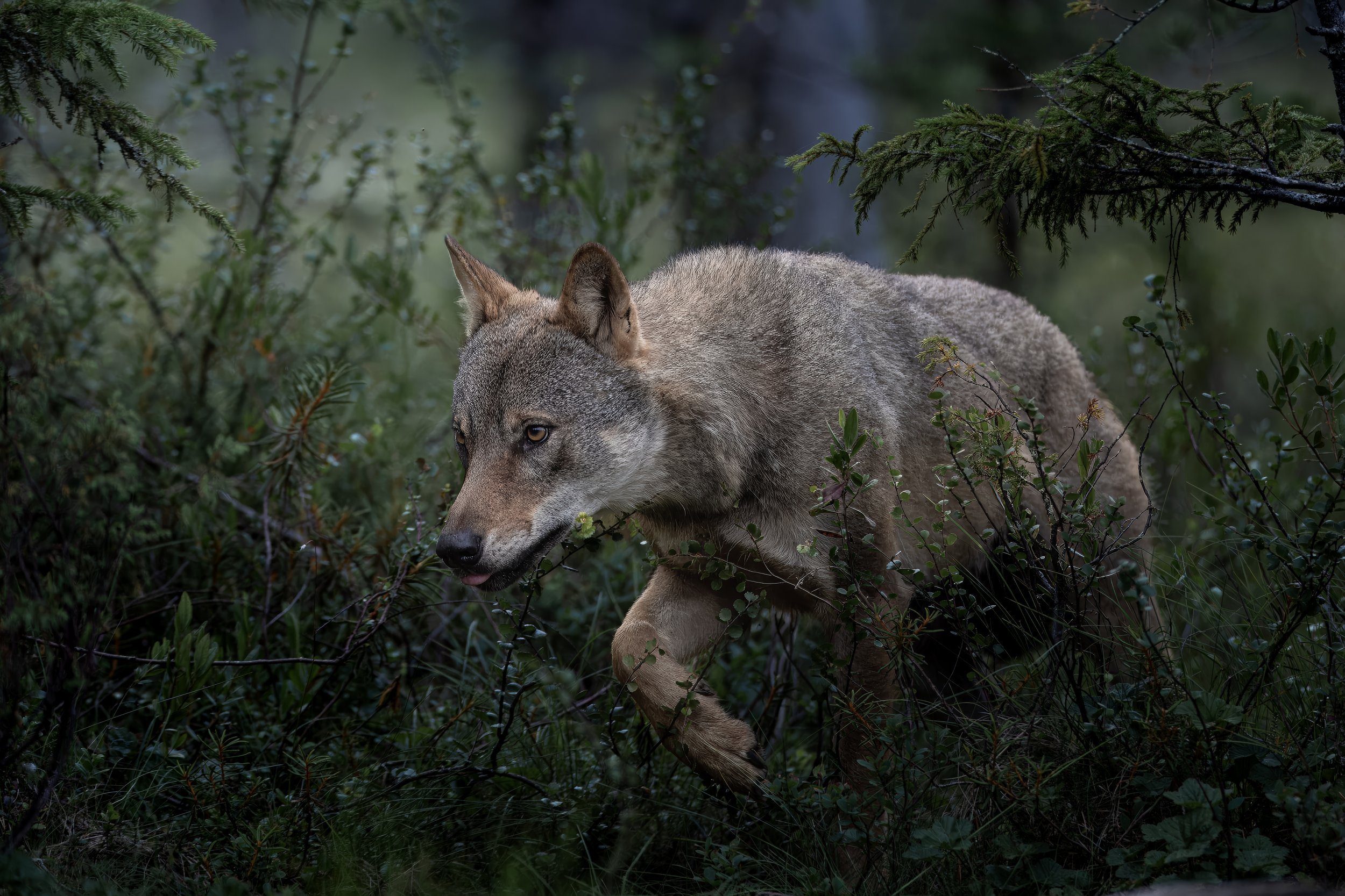 wolf2.jpg