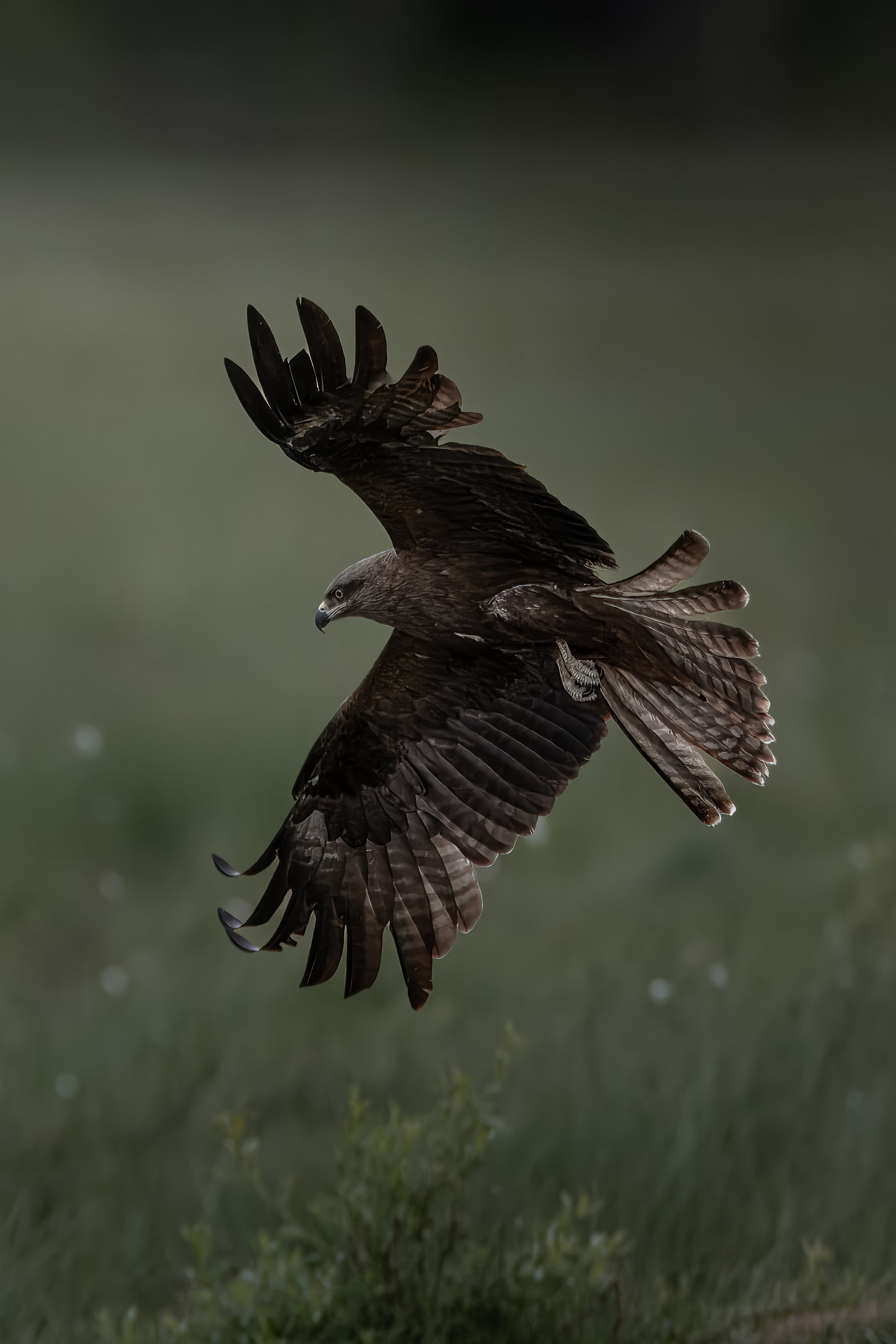 blackkite.jpg