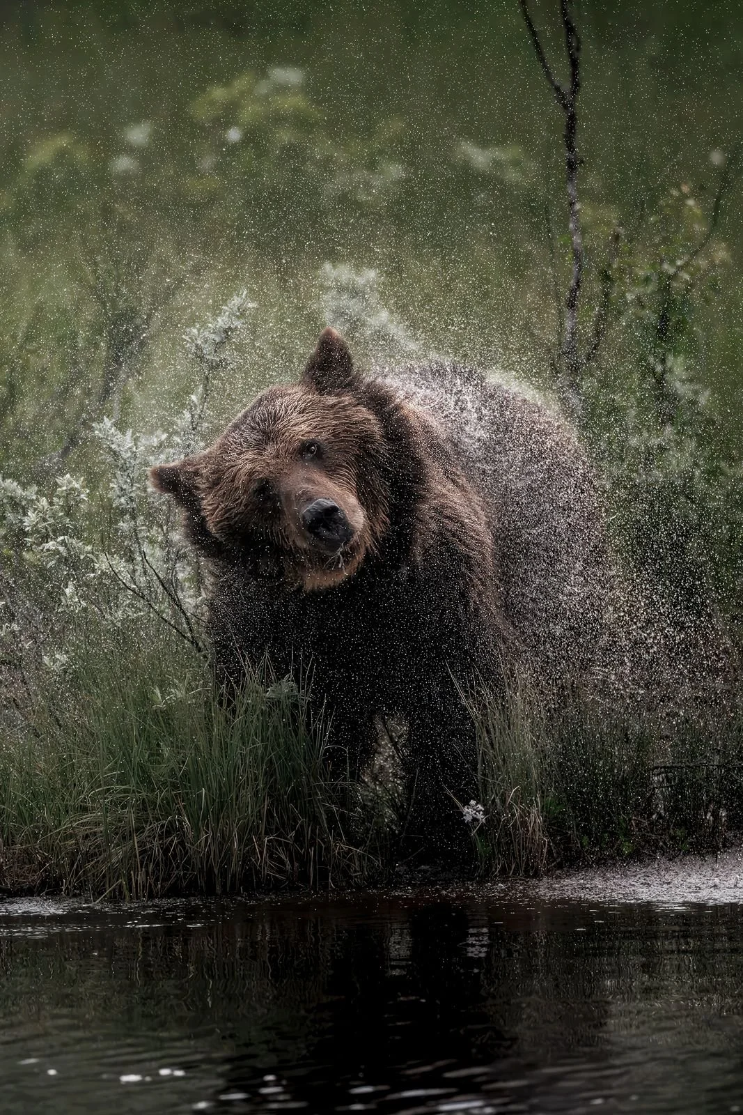 Tony Raita karhu x.jpeg