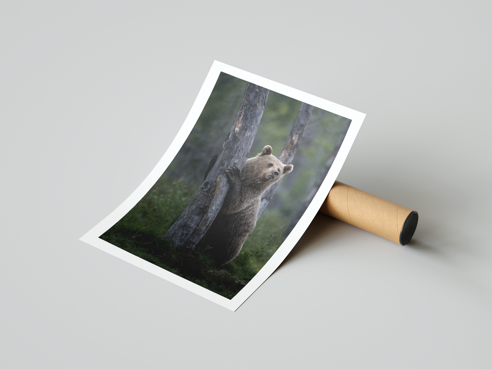 bear poster.png