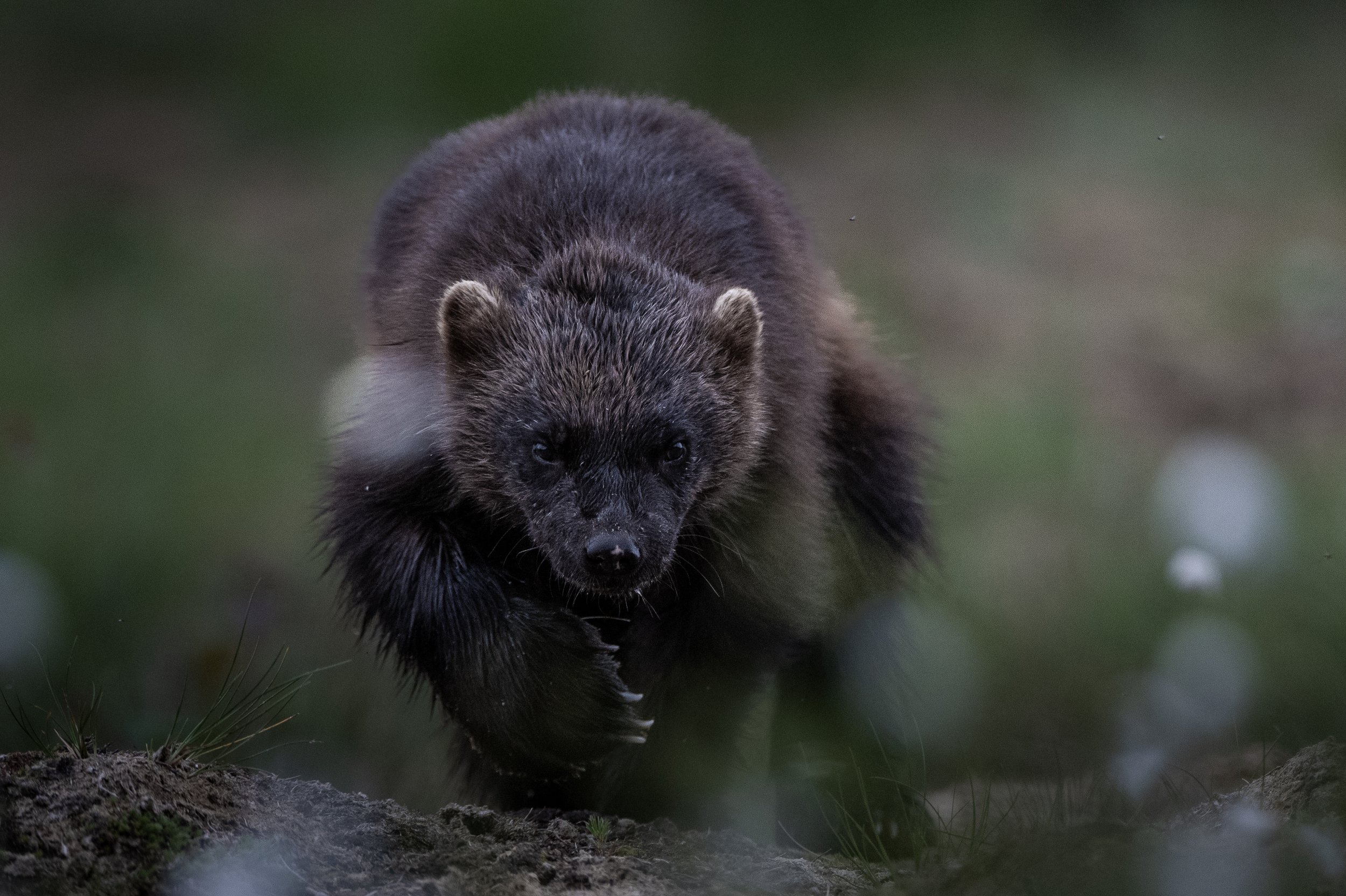 wolverine.jpg