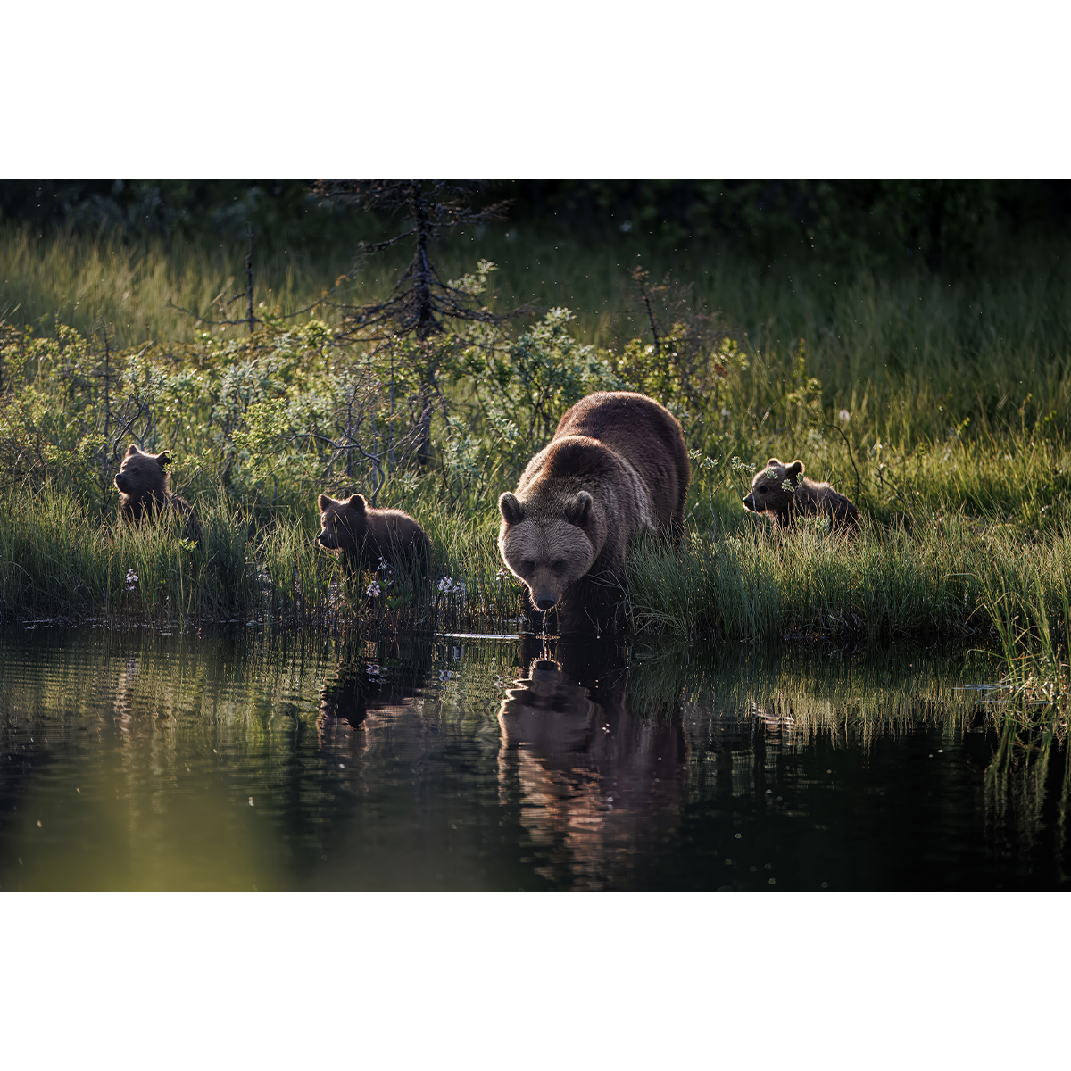 Bear and Cubs