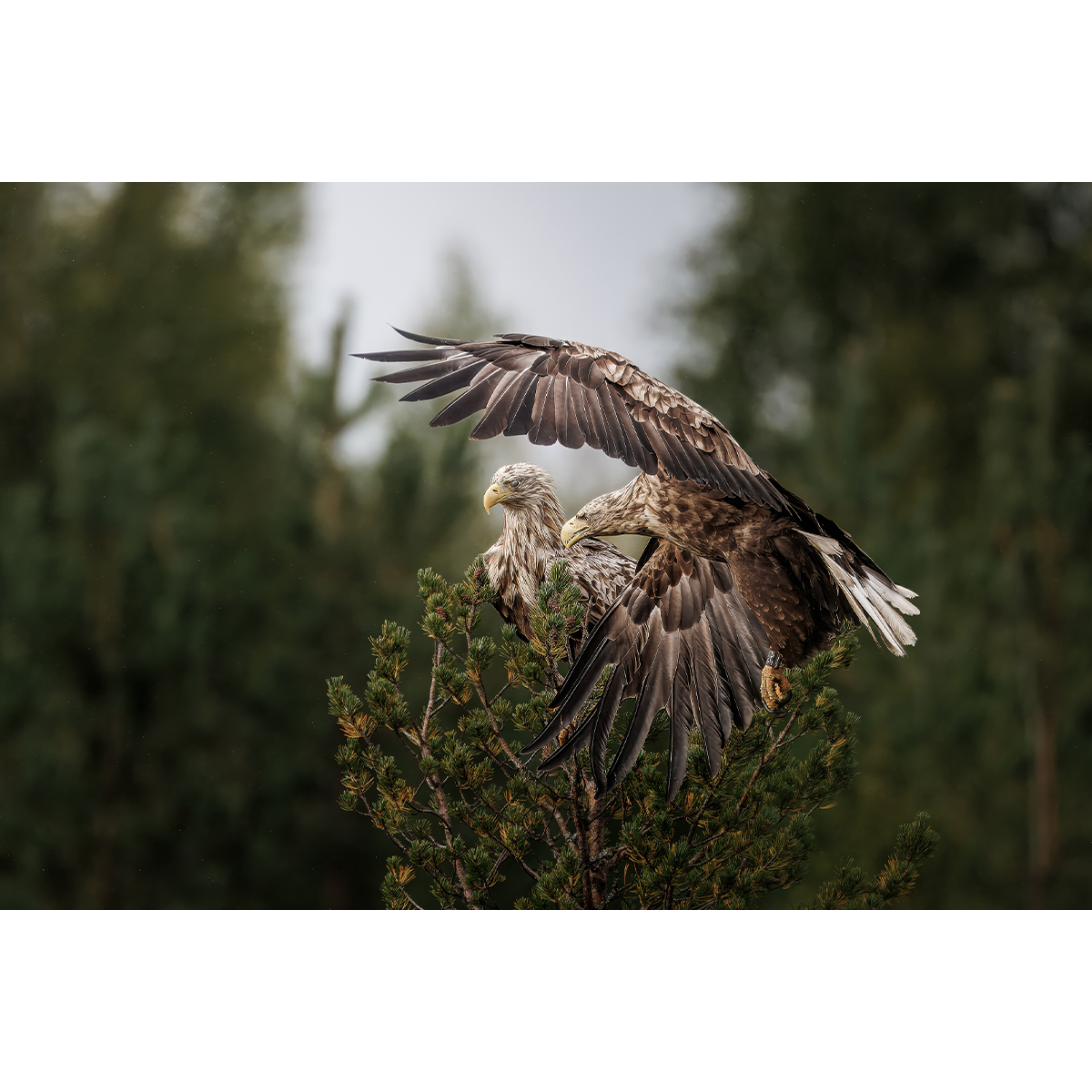 Eagles