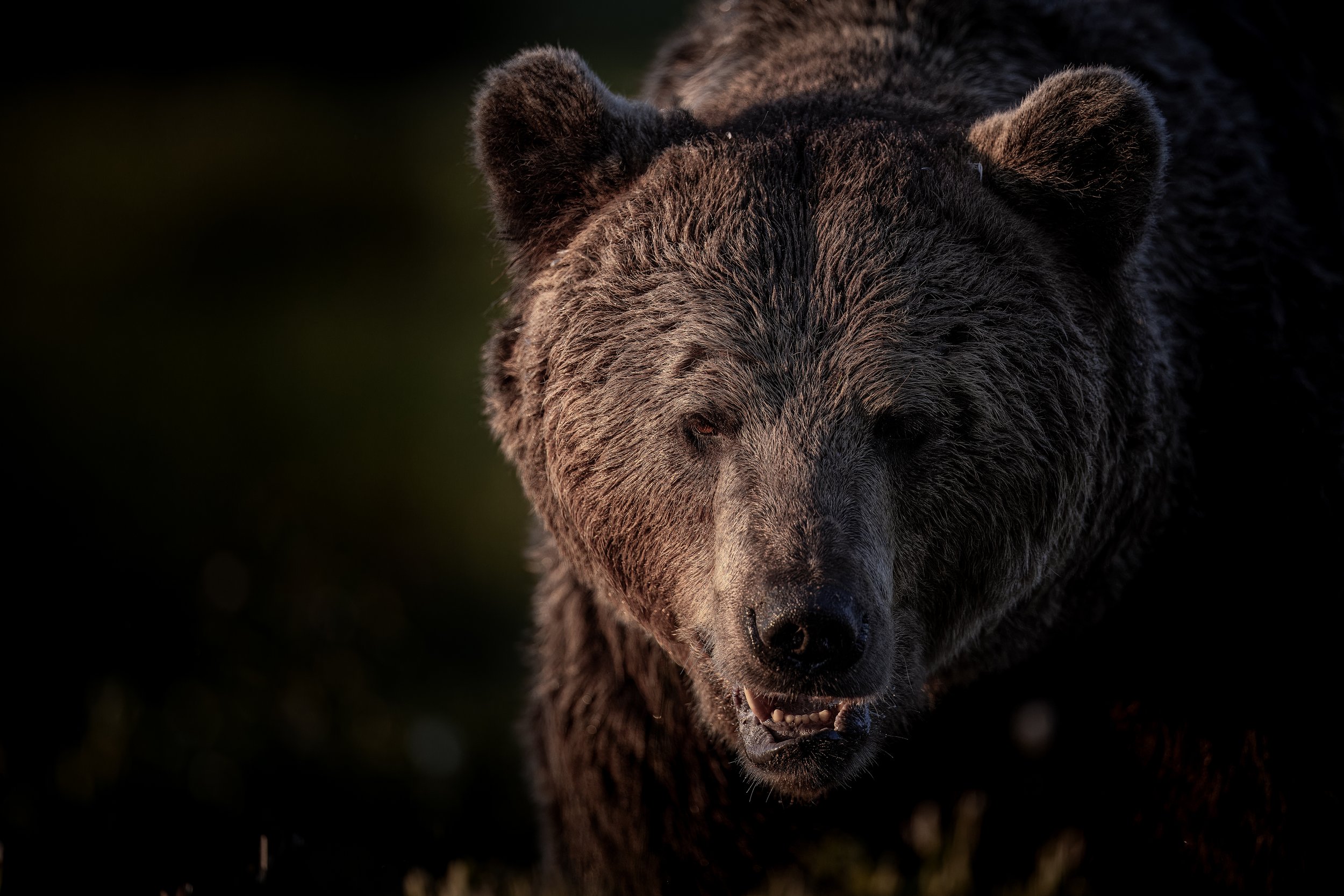 bear6.jpg