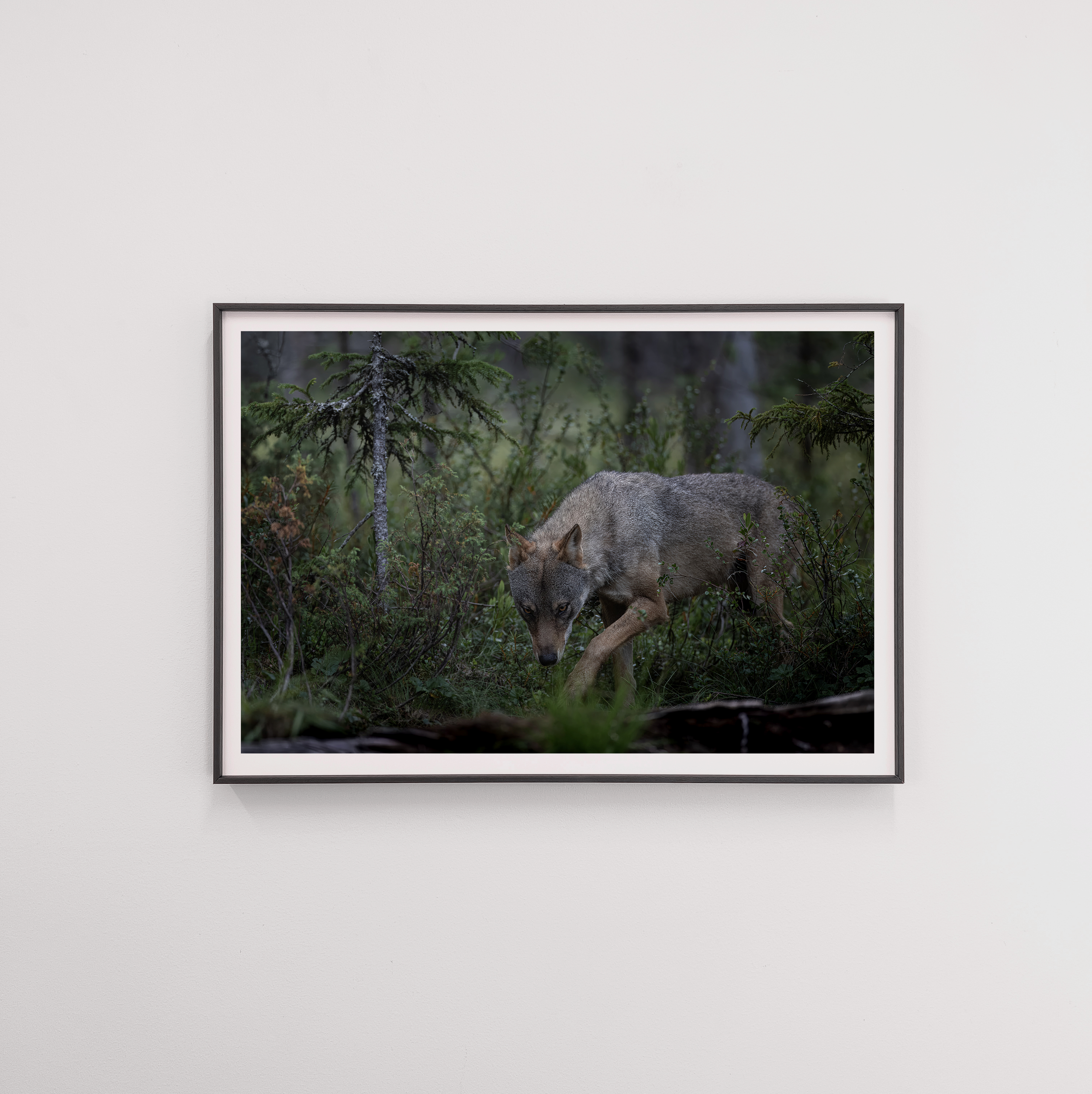 wolf frame.png