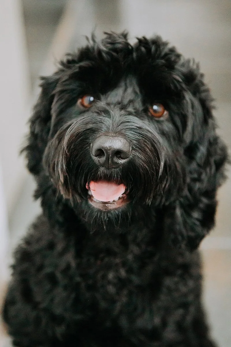 HARLOW ESSEX FAMILY PHOTOGRAPHER