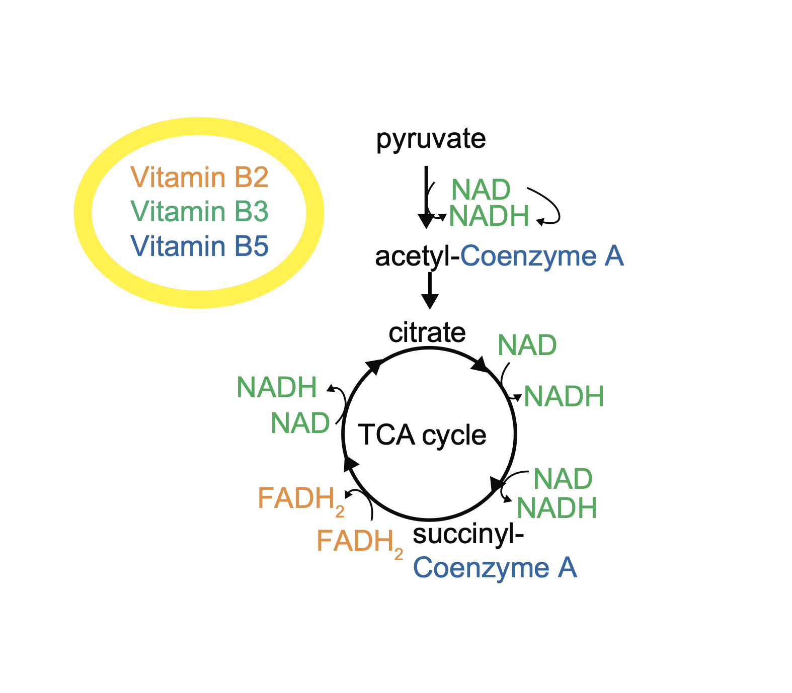 How do vitamin-modified diets change energy metabolism?