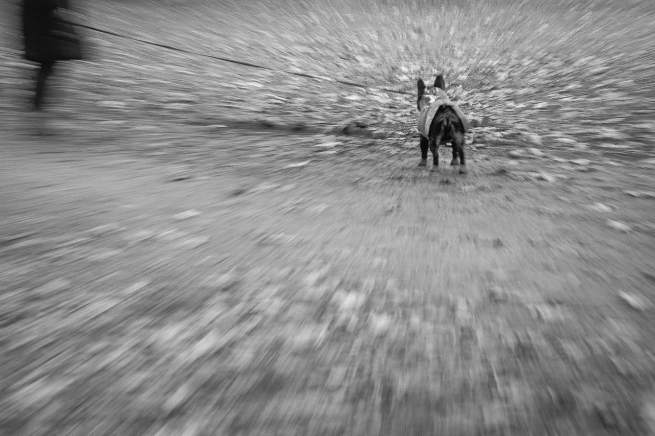 Andrea Braun - Mops-Moment