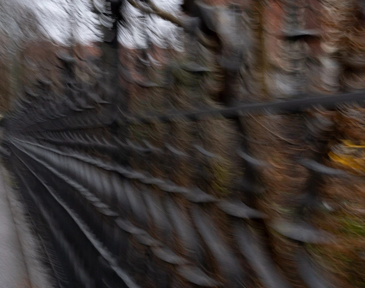 Claudia Schönthaler - Zaunspirale