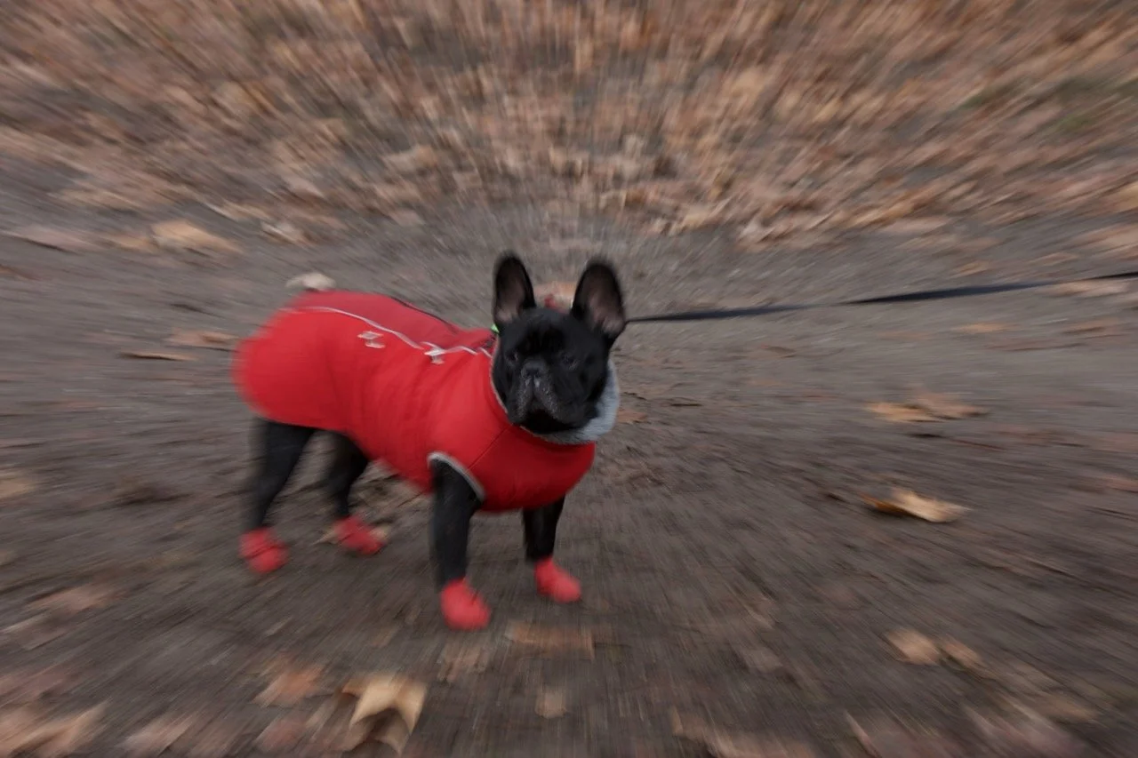 Gabriele Köpping - WAU!.