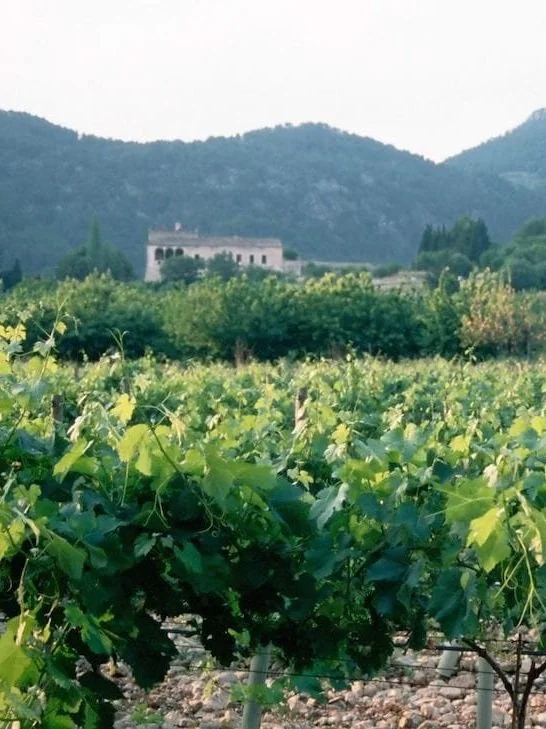 The Best 25 Wineries In Mallorca 2025 — The Mallorcan