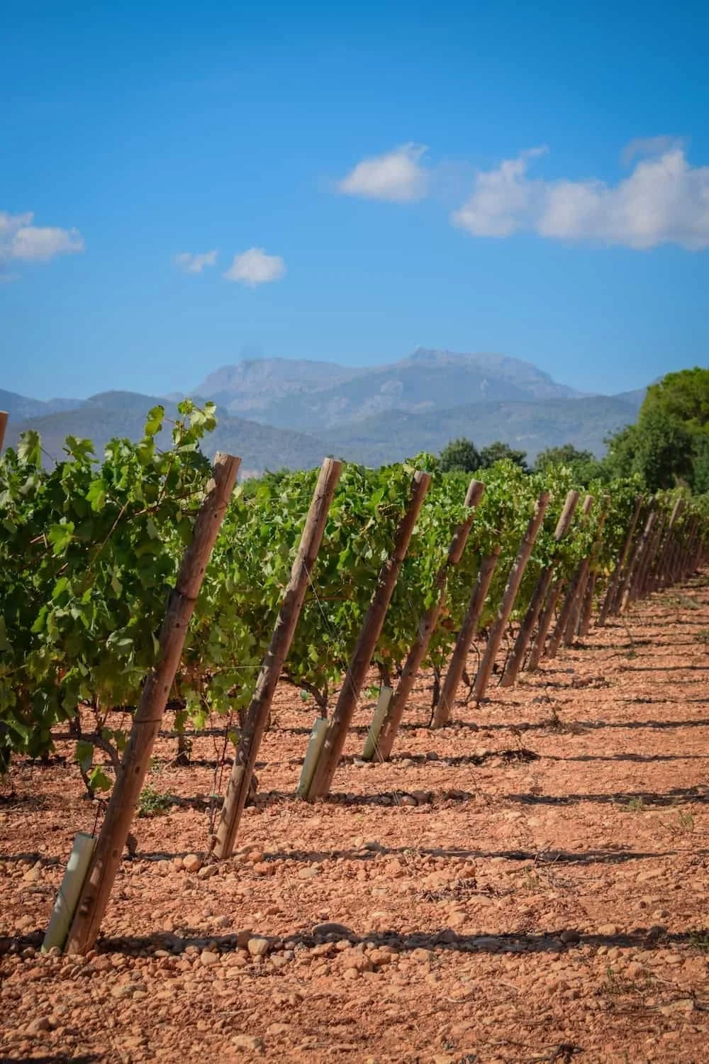 Bodega Santa Catarina