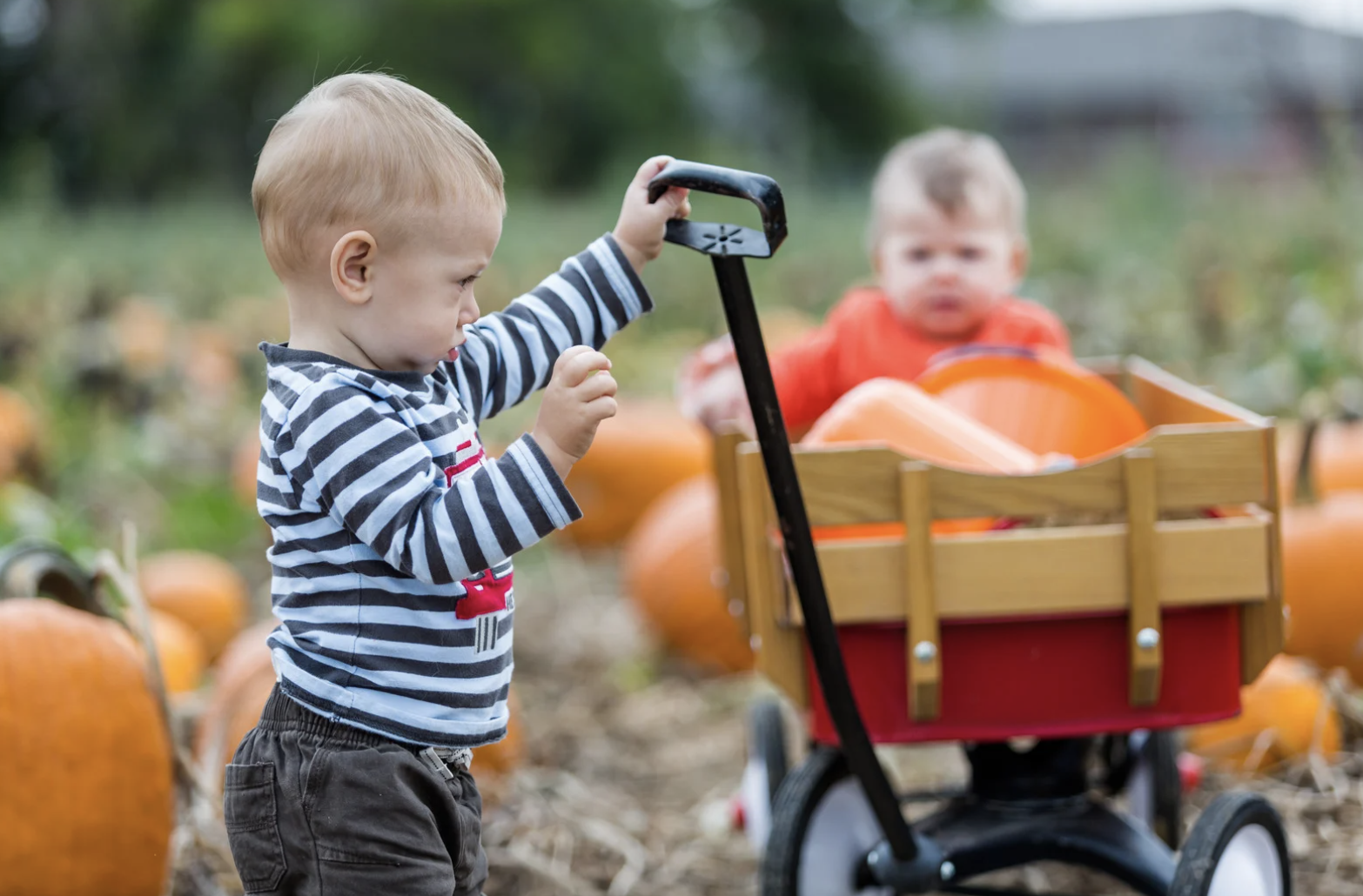 October 11-12: Berkshire Botanical Garden’s annual Harvest Festival